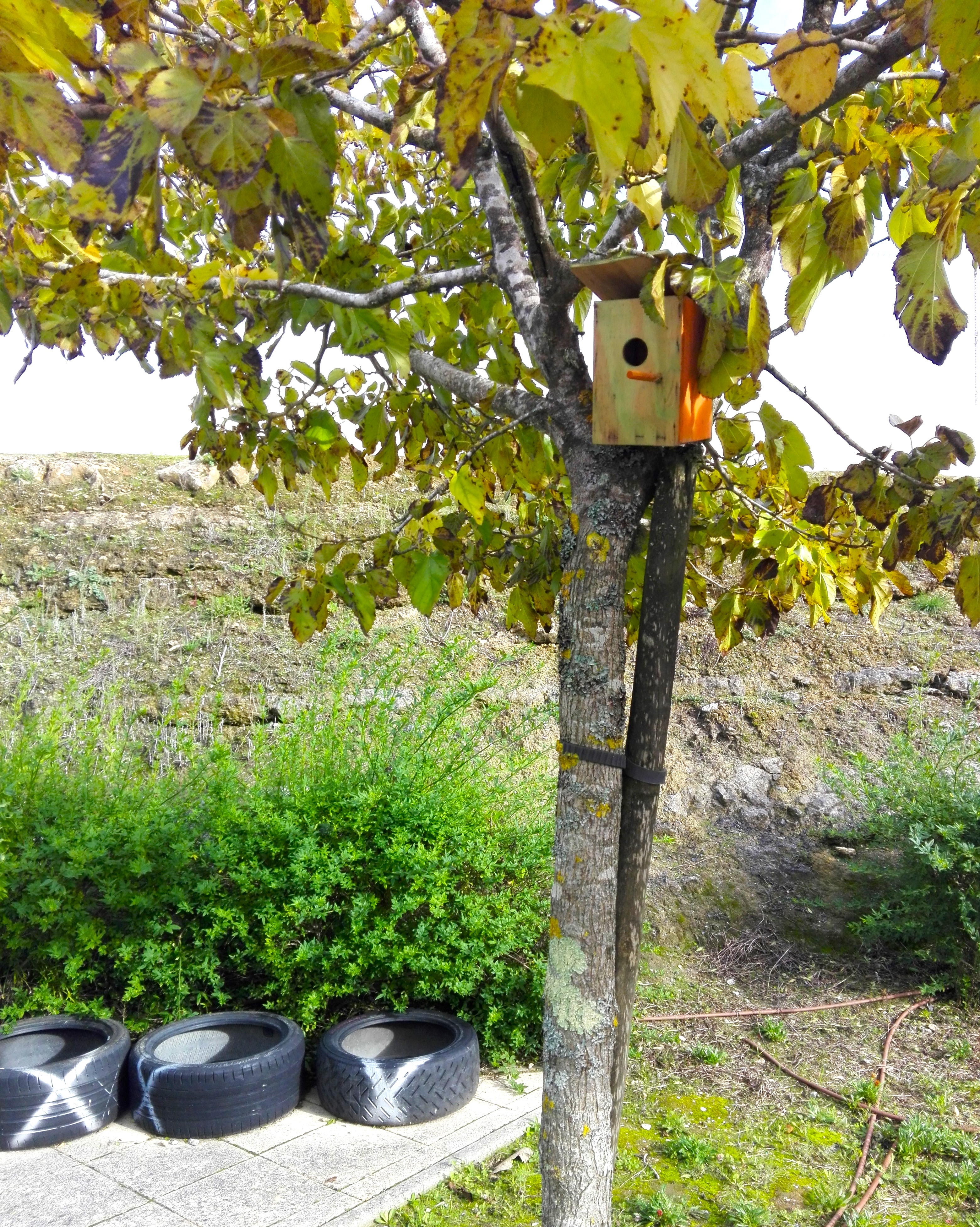 Árvore de fruto com casa para passarinhos