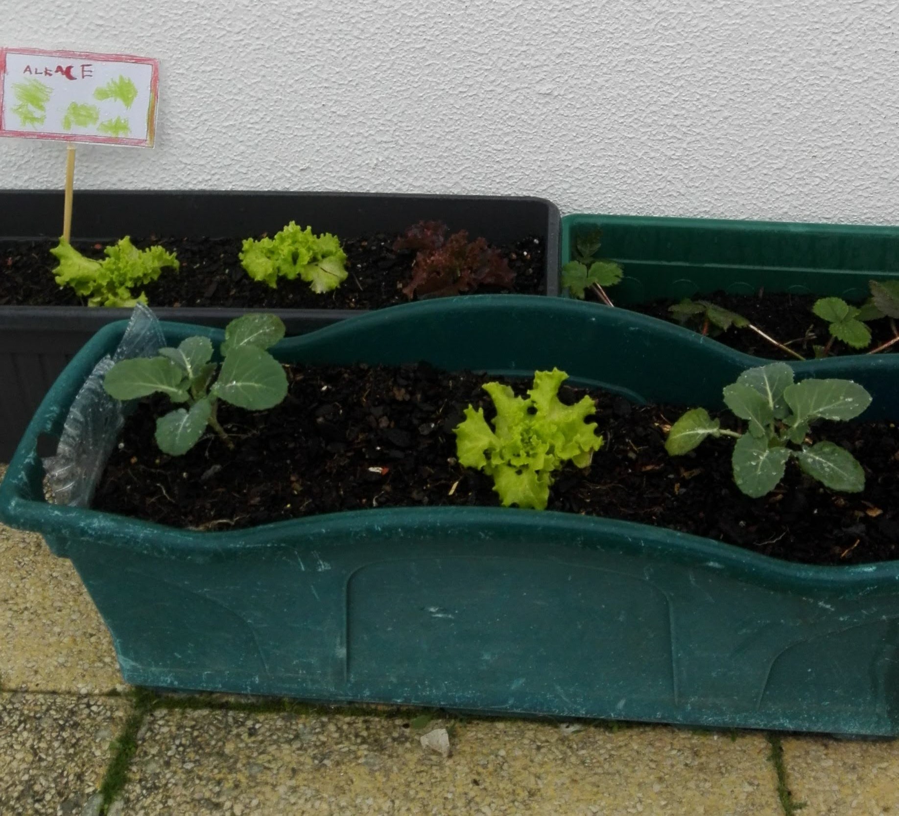 Plantação de alfaces