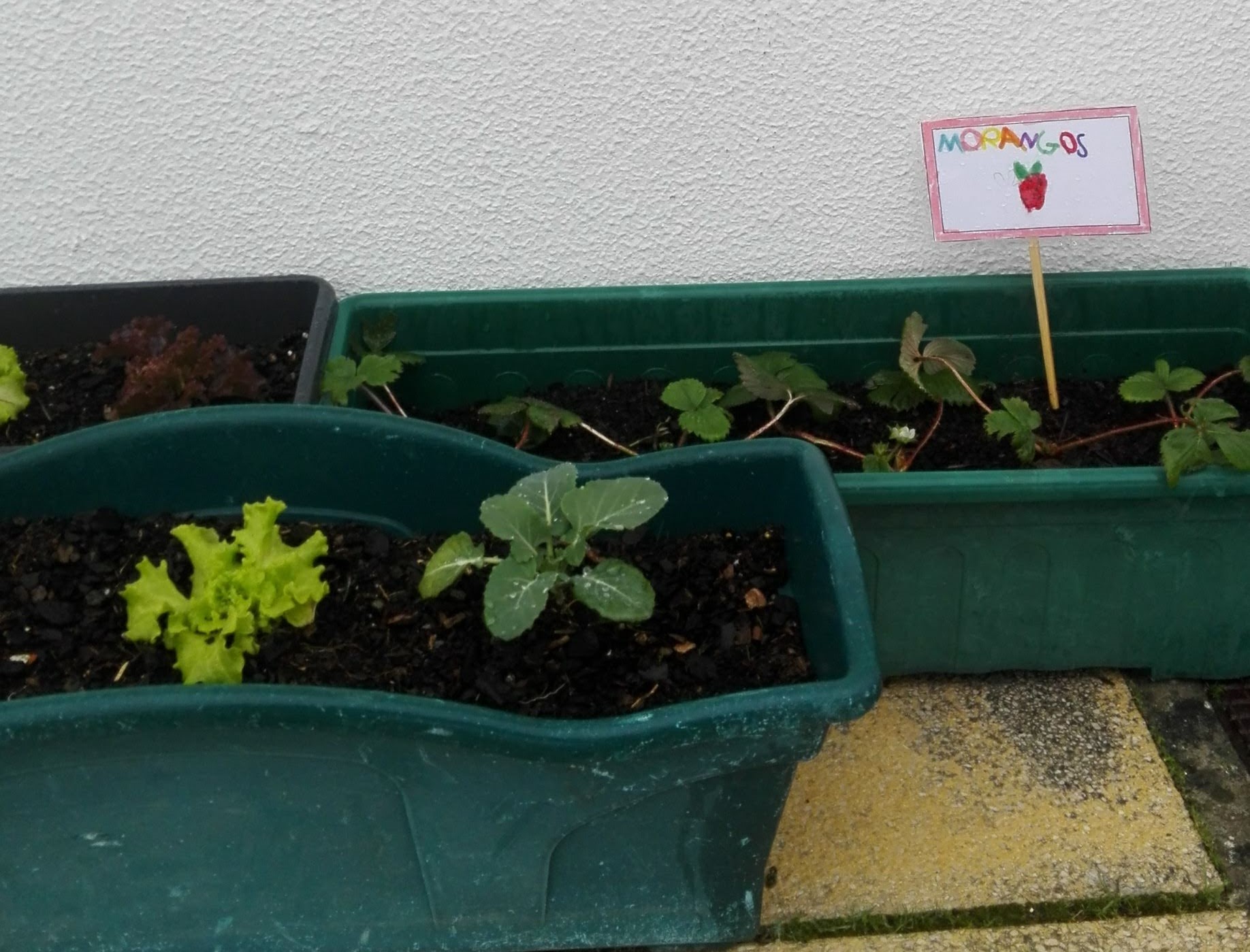 Plantação de alfaces e couves (Pré-Escolar)