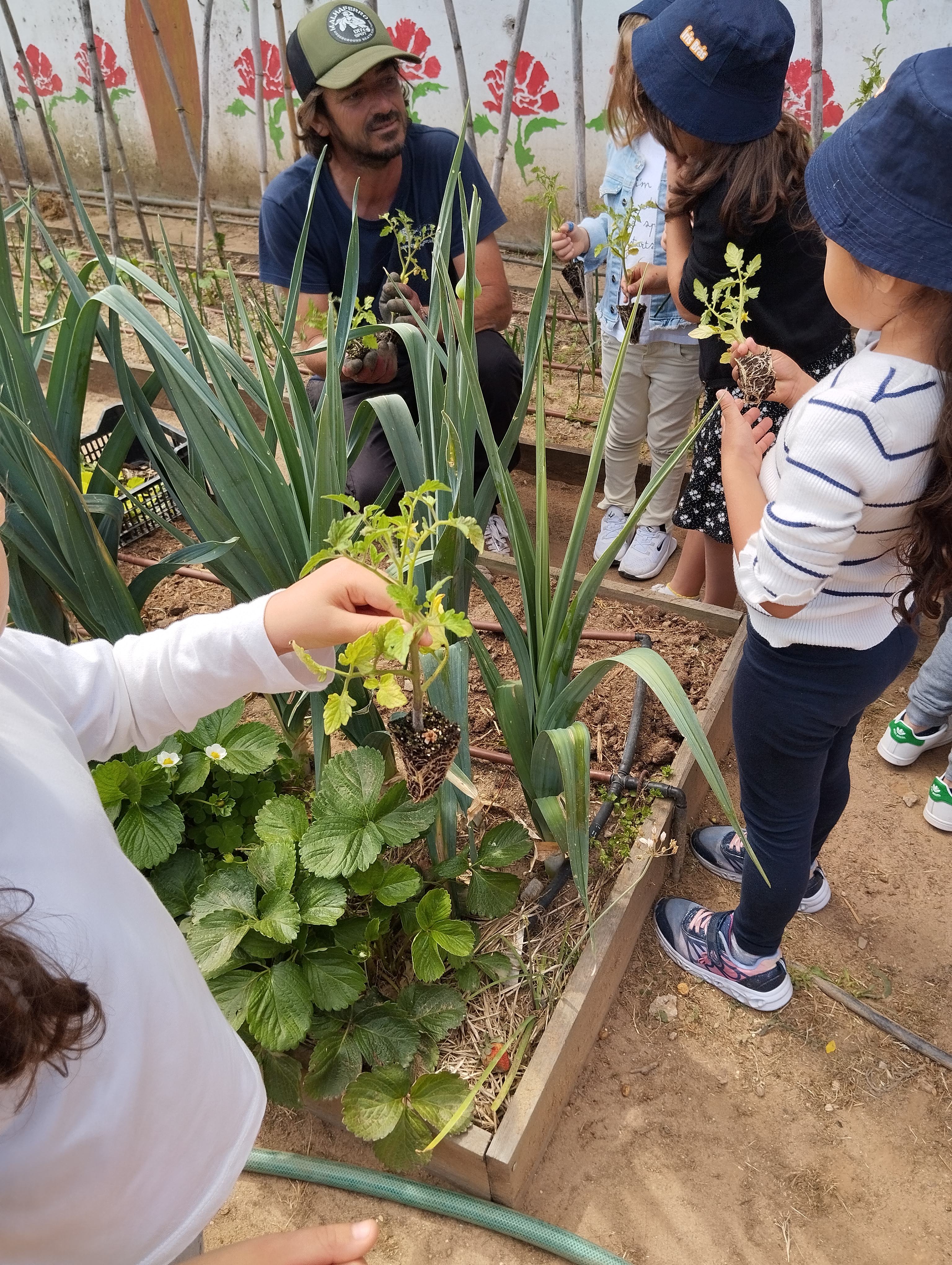 Plantação de tomateiros.