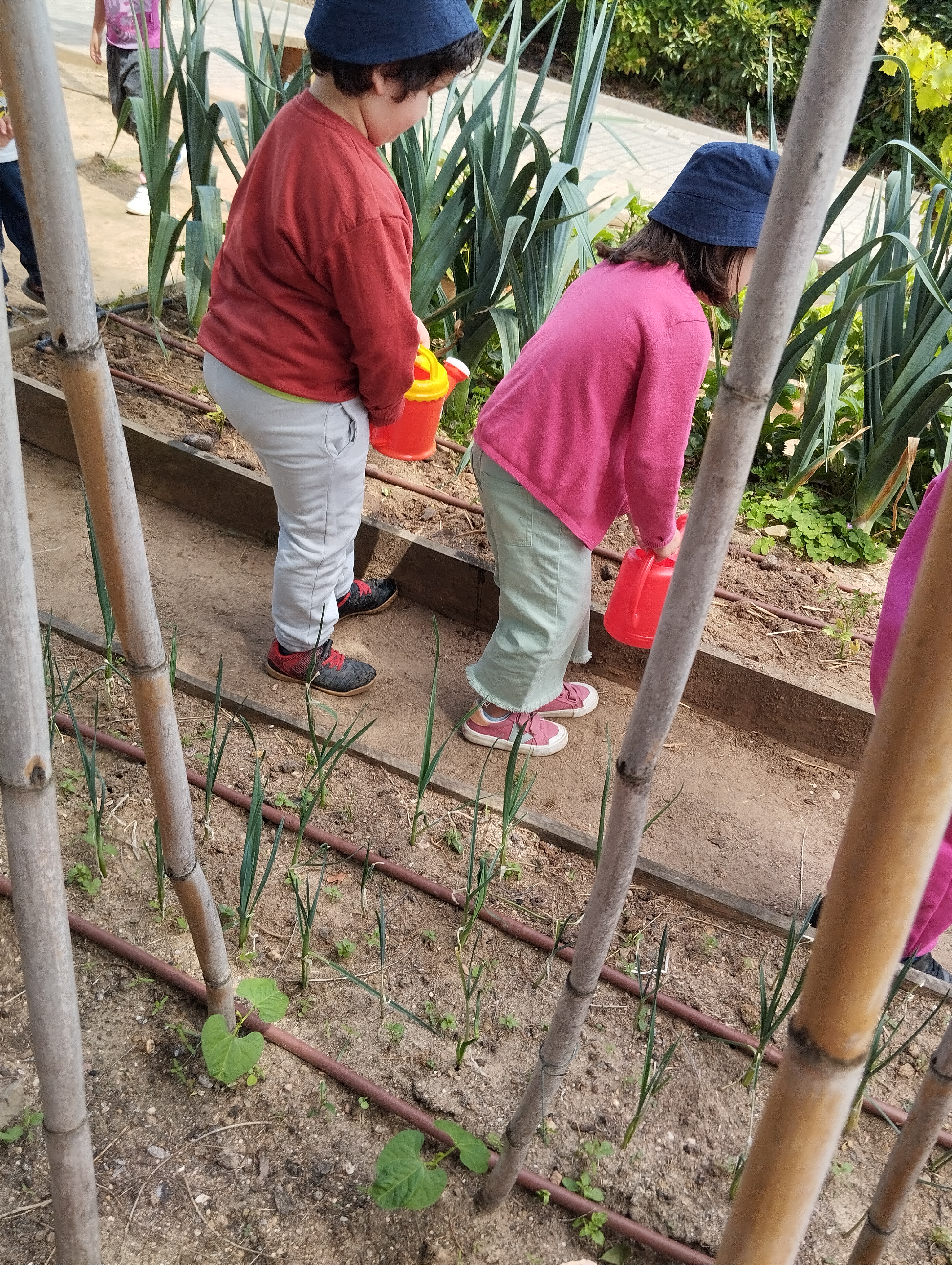 Rega após a plantação de tomateiros.