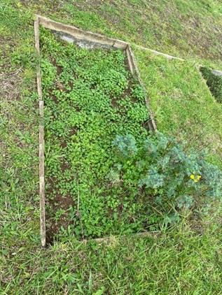 Espaço Aromáticas (manutenção de culturas e novas culturas).