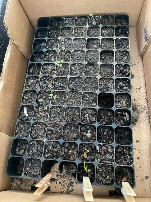 Germinações de plantas aromáticas.