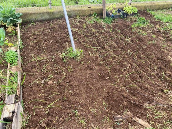 Plantação de cebolas.