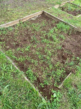 Preparação de novas culturas (antigo espaço compostagem).