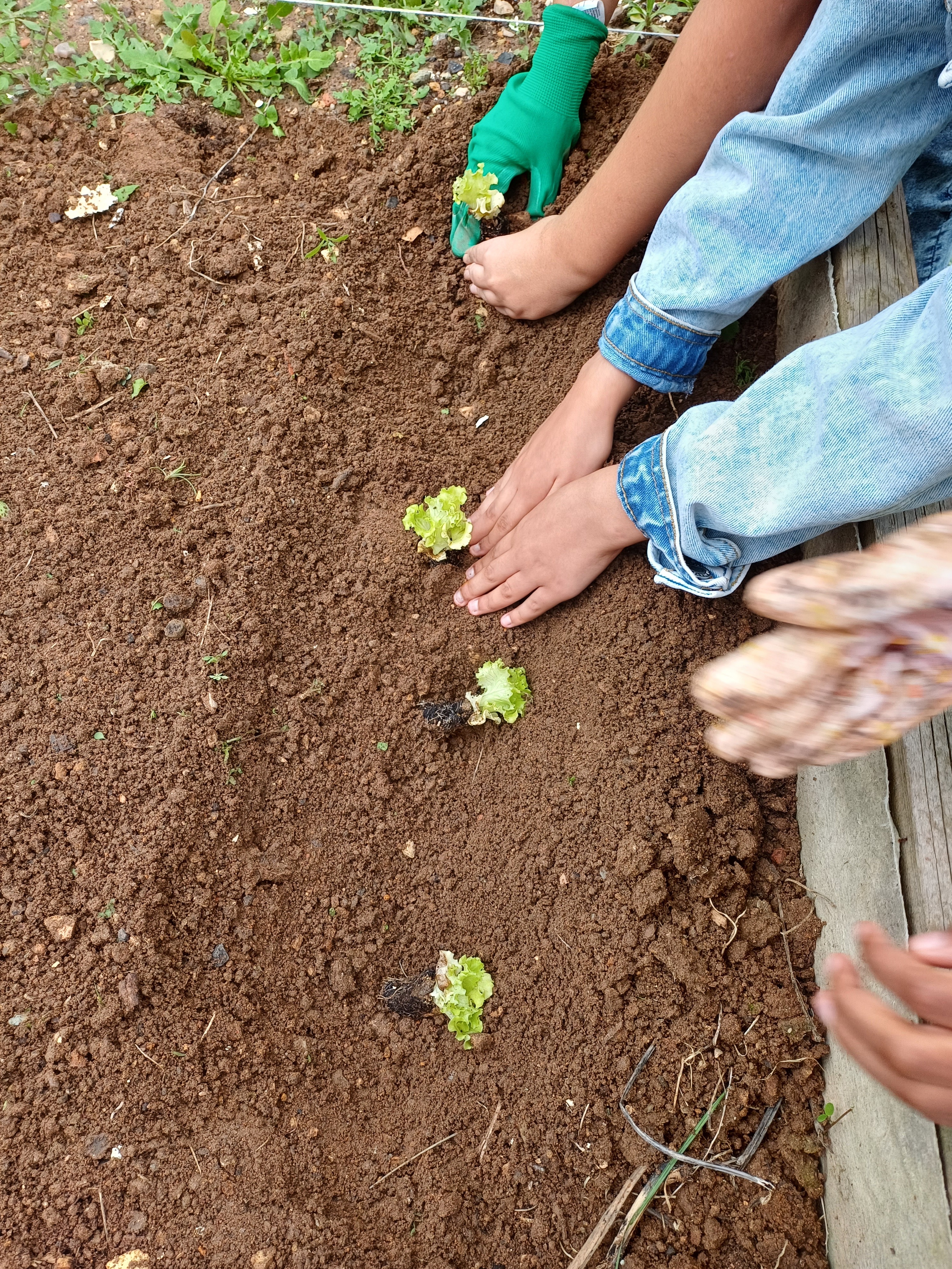 Plantação de alfaces por alunos do 6.º ano