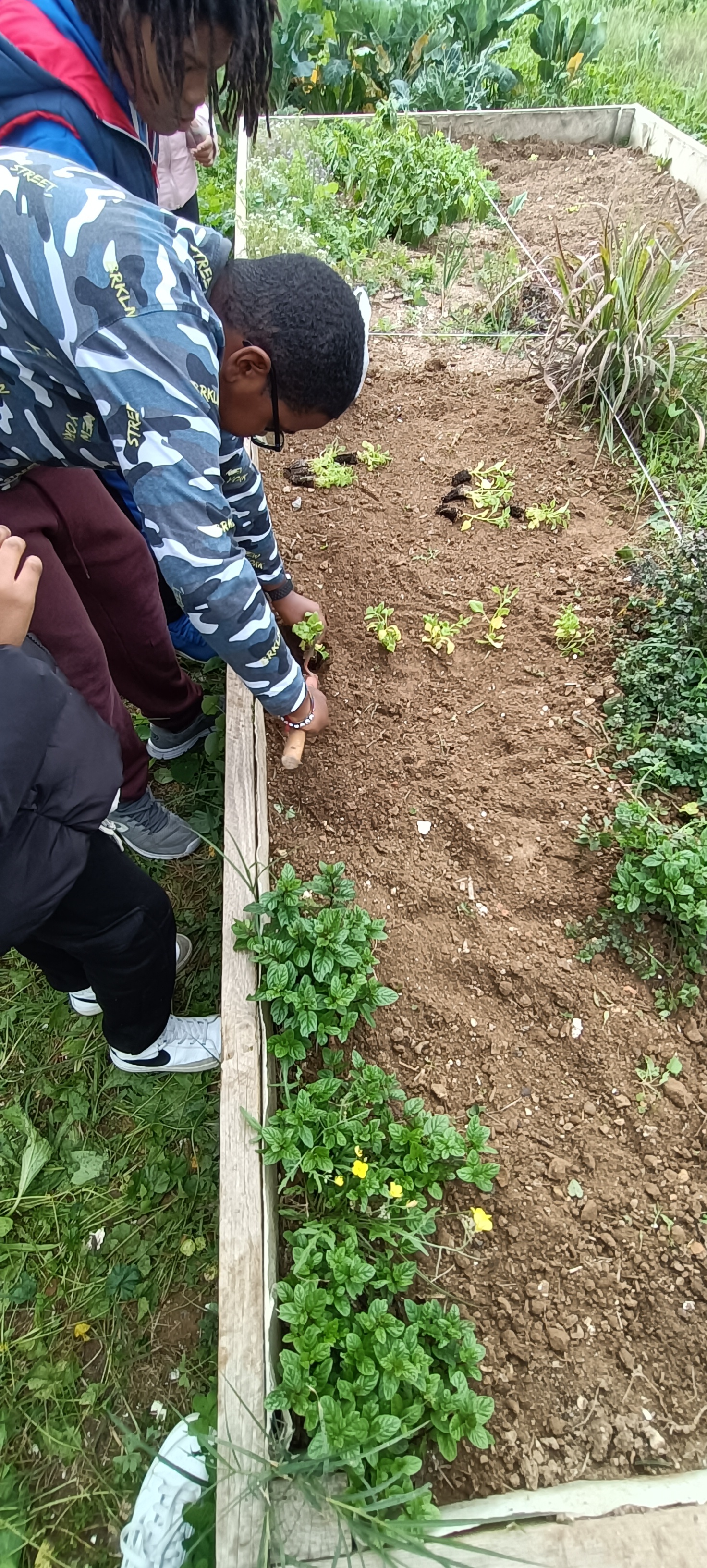 Plantação de espinafres por alunos do 5.º ano