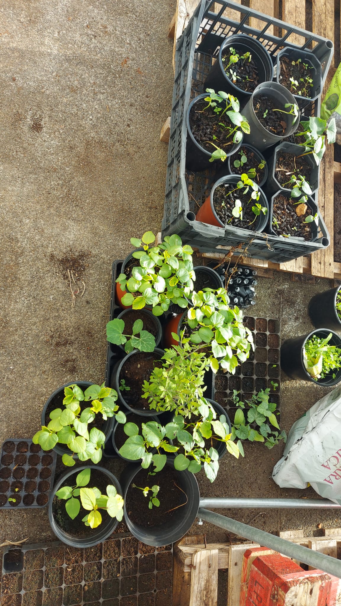 Sementeiras a germinar-2