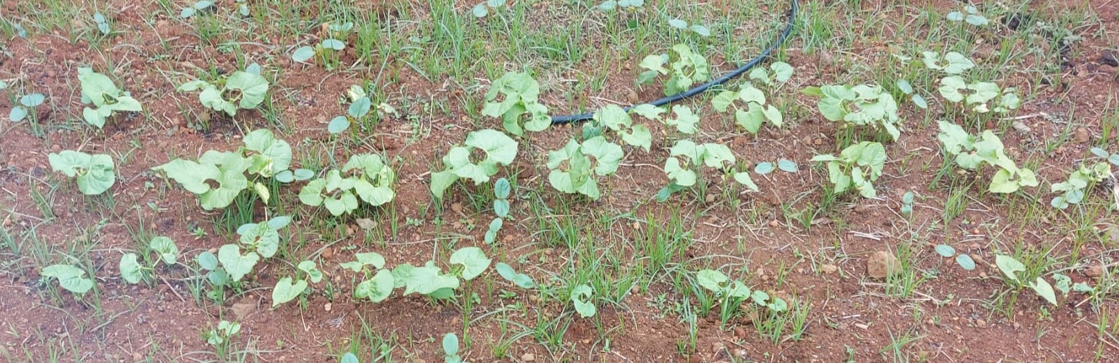 Plantas em desenvolvimento na horta. (3)