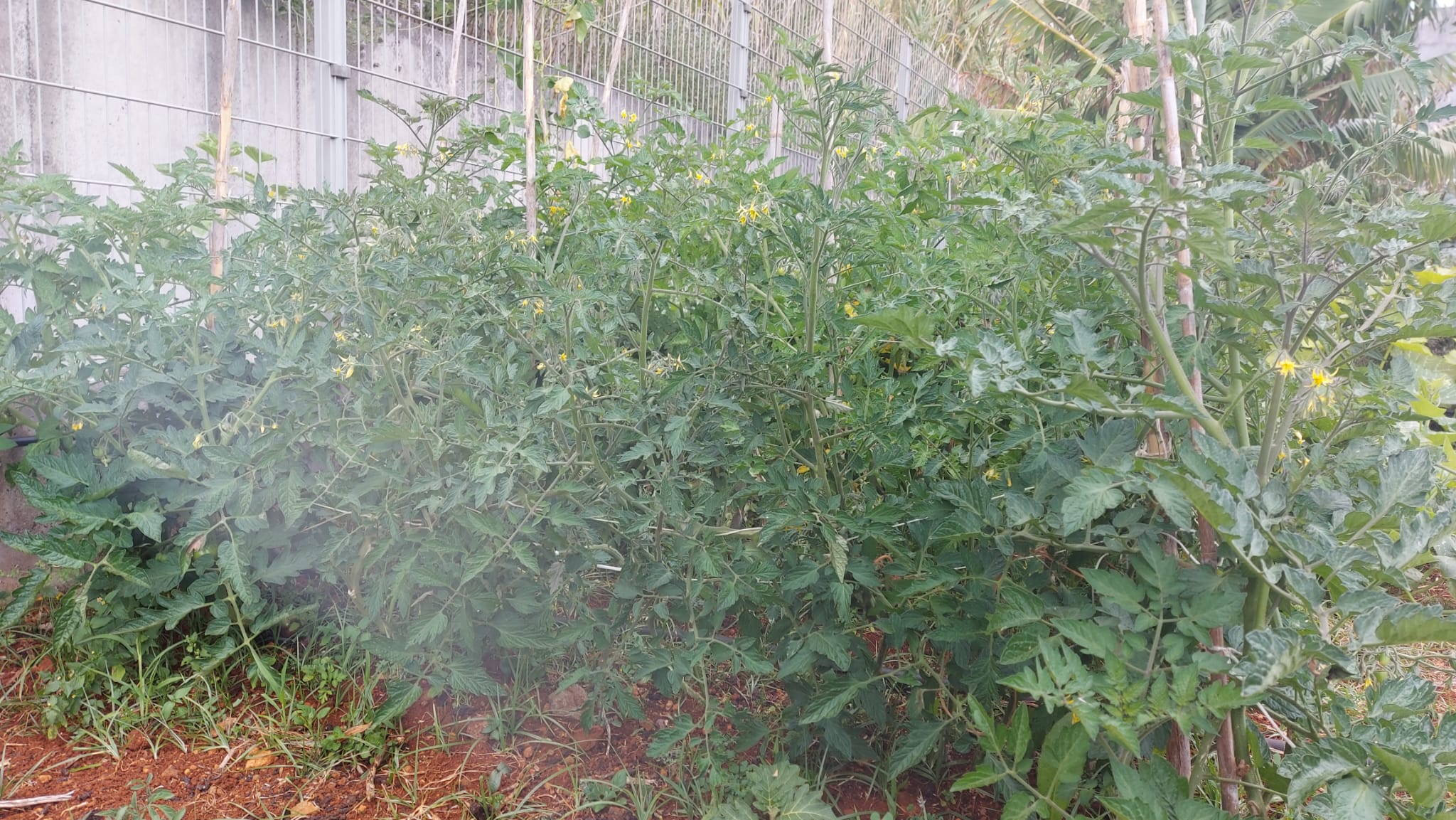 Horta em fase inicial de produção. (2)