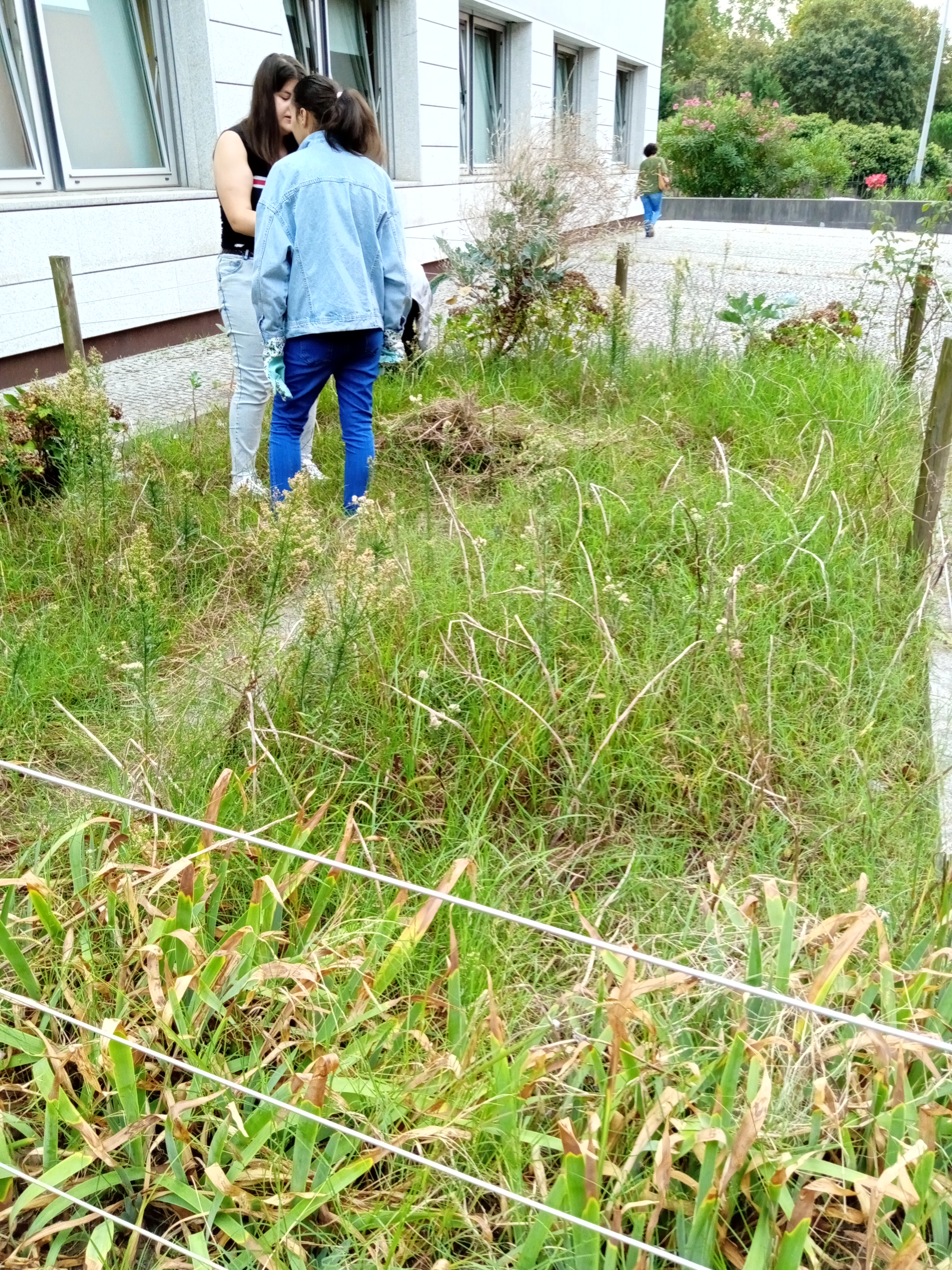 Após as férias a horta fica cheia de vegetação que aqui cresce naturalmente.