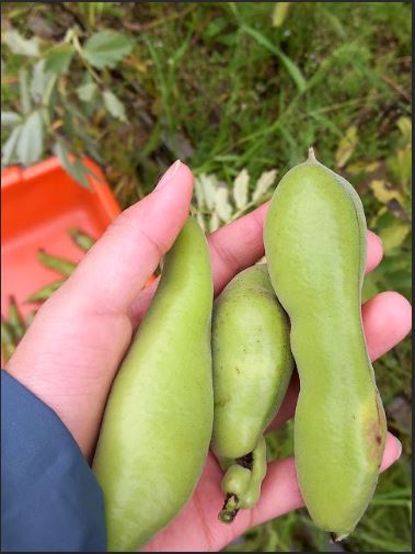 As favas estão mesmo grandes.