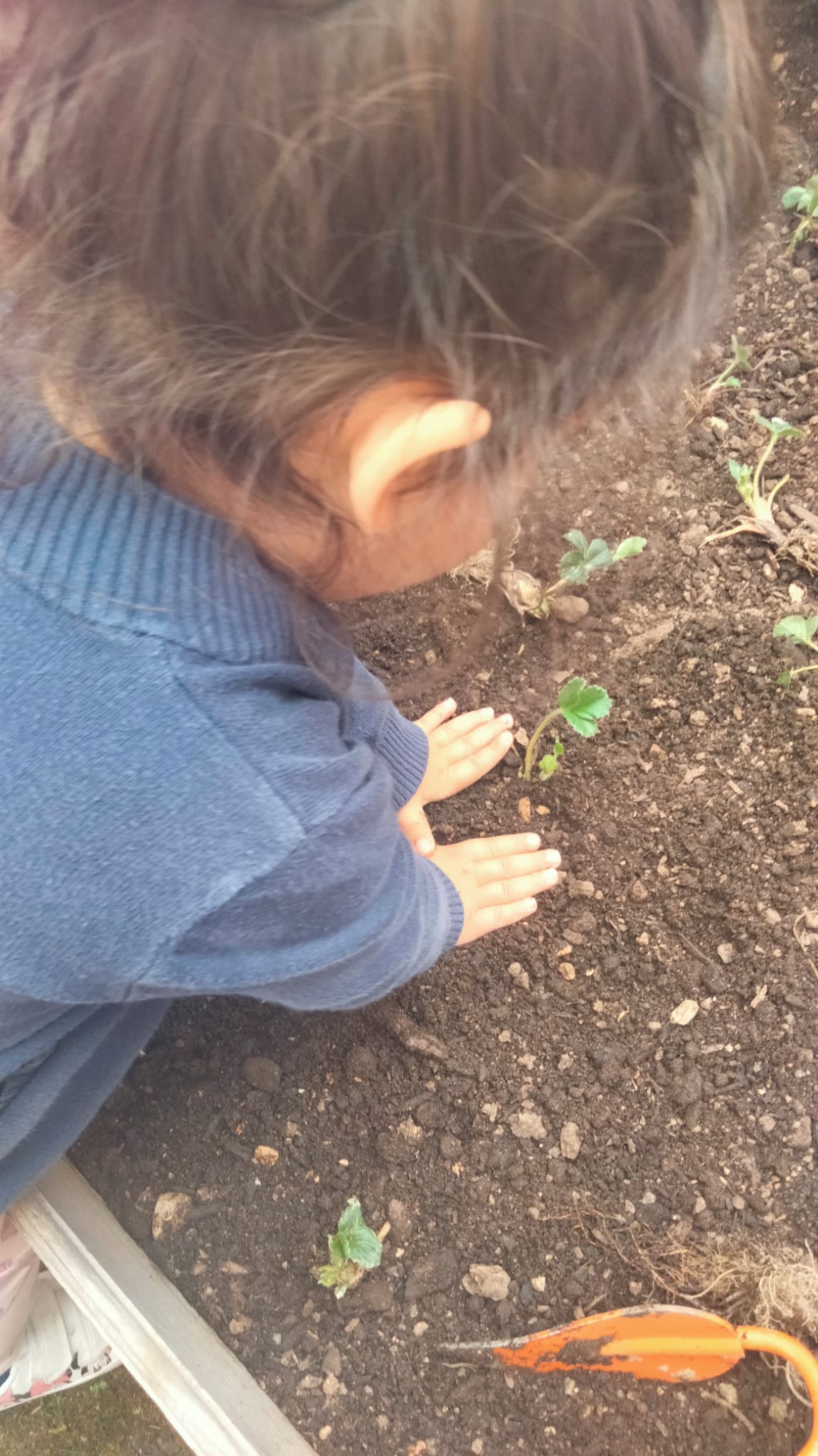 Plantação de pimenteiros e outros legumes.