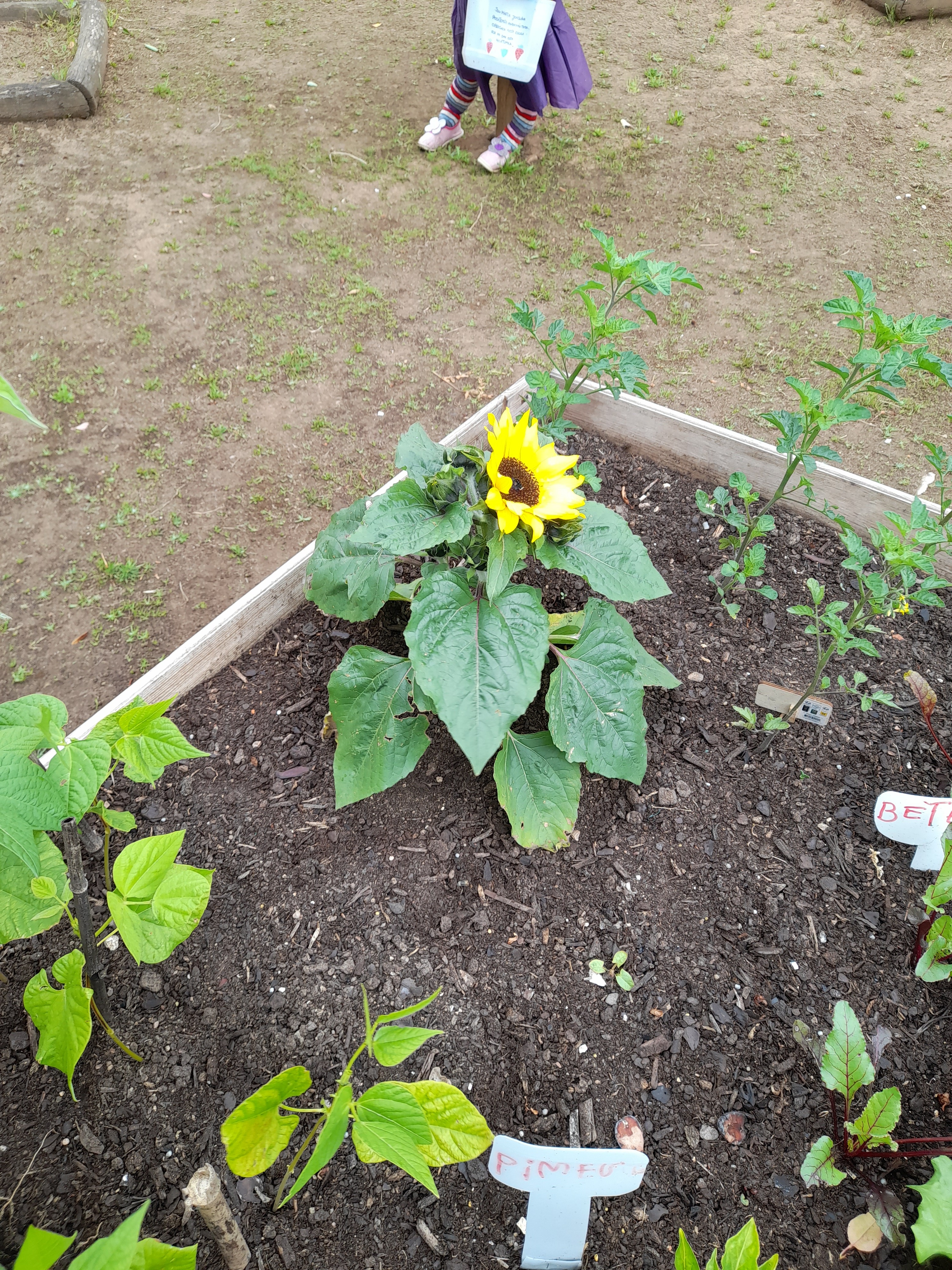 Os tomateiros, os feijoeiros e as beterrabas também estão muito crescidos!!
Até temos um girassol na nossa horta!!!