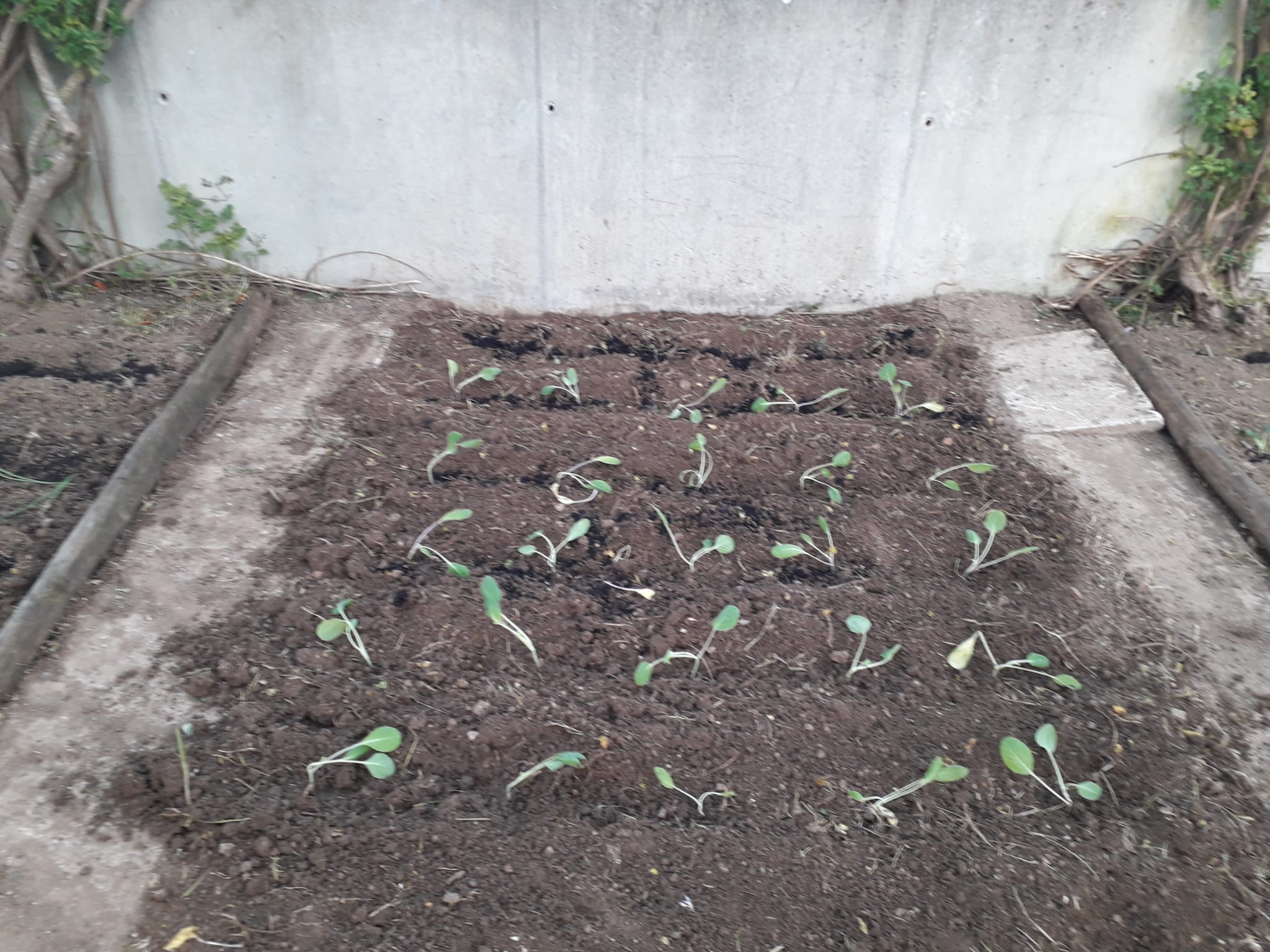 fevereiro/março - plantações