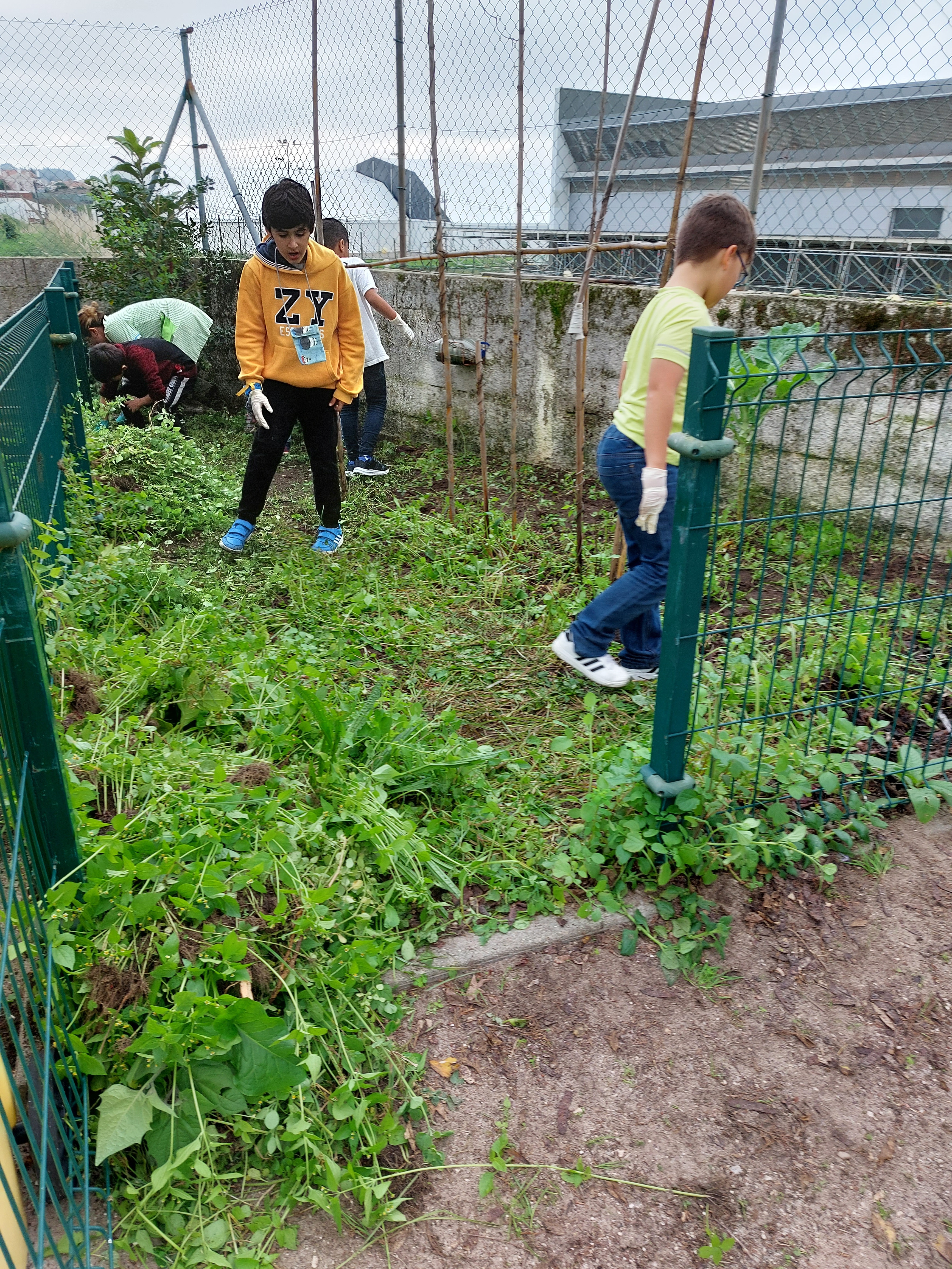 Os alunos estão a começar a arrancar as ervas maiores.