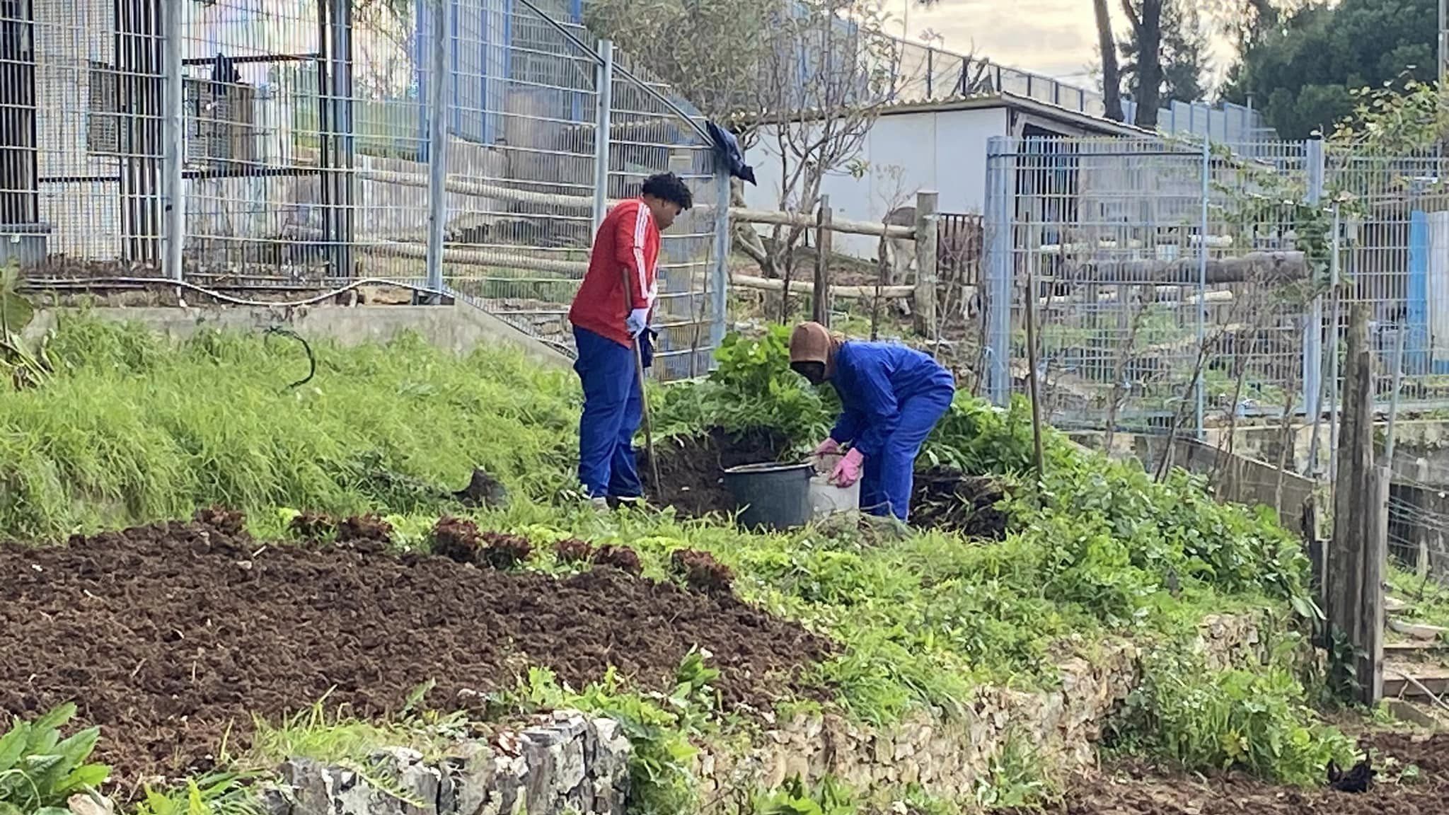 Preparação do terreno