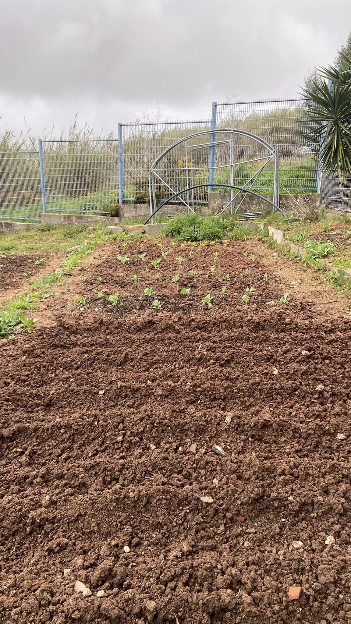 Terreno preparado e plantado