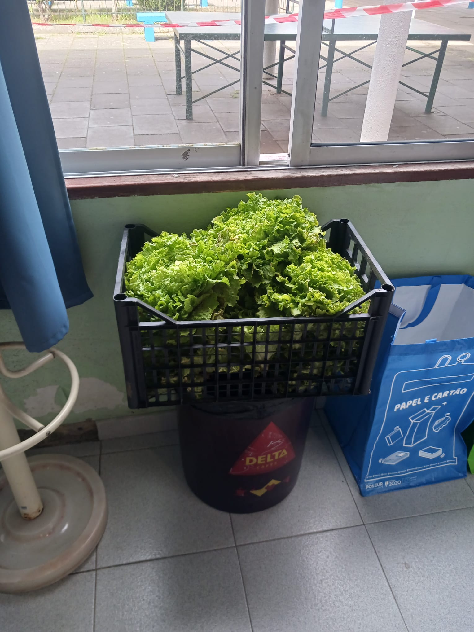 Caixa de alfaces para distribuição na sala de professores.