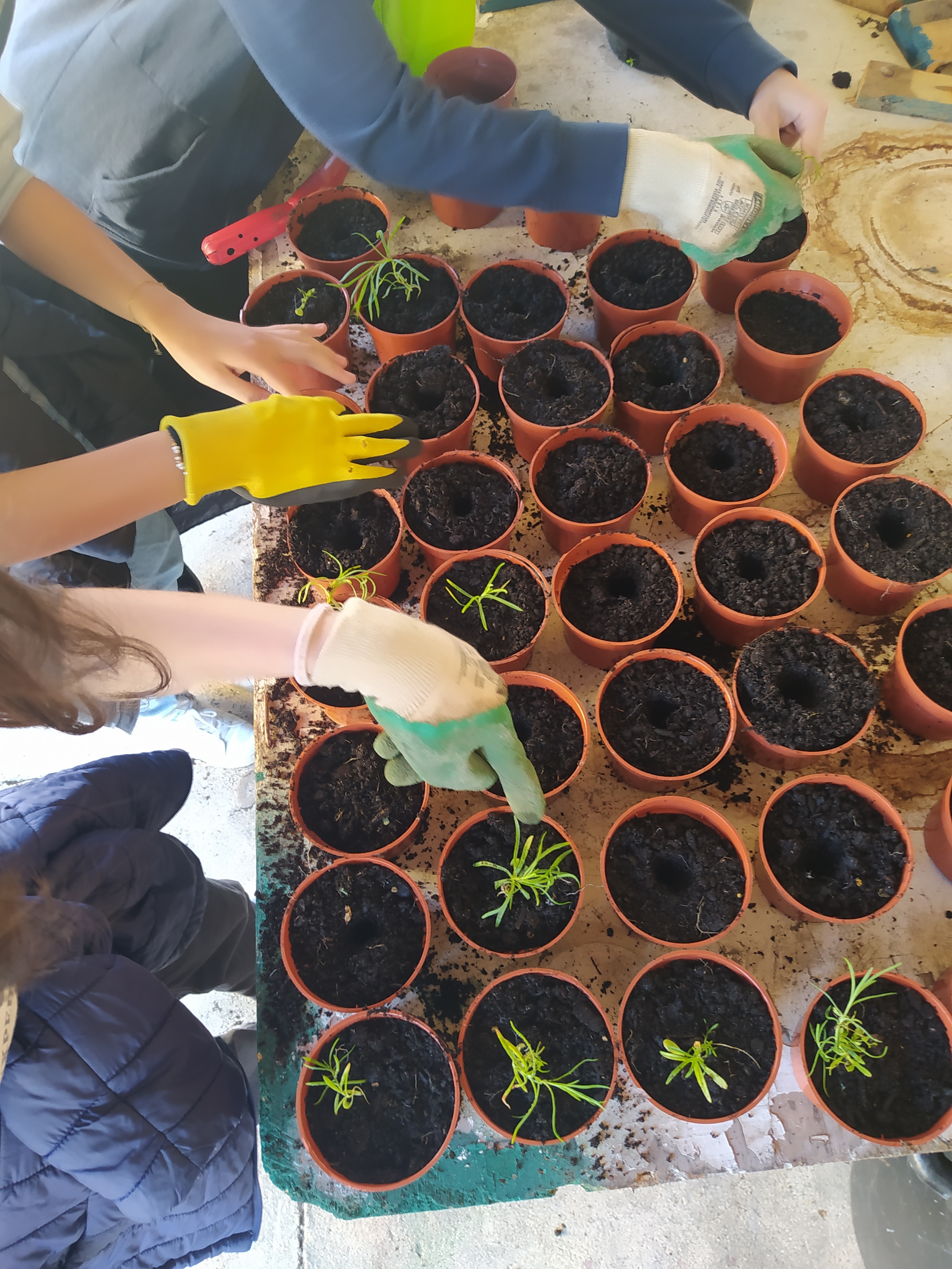 Transplantação de craveiros vermelhos após sementeira.