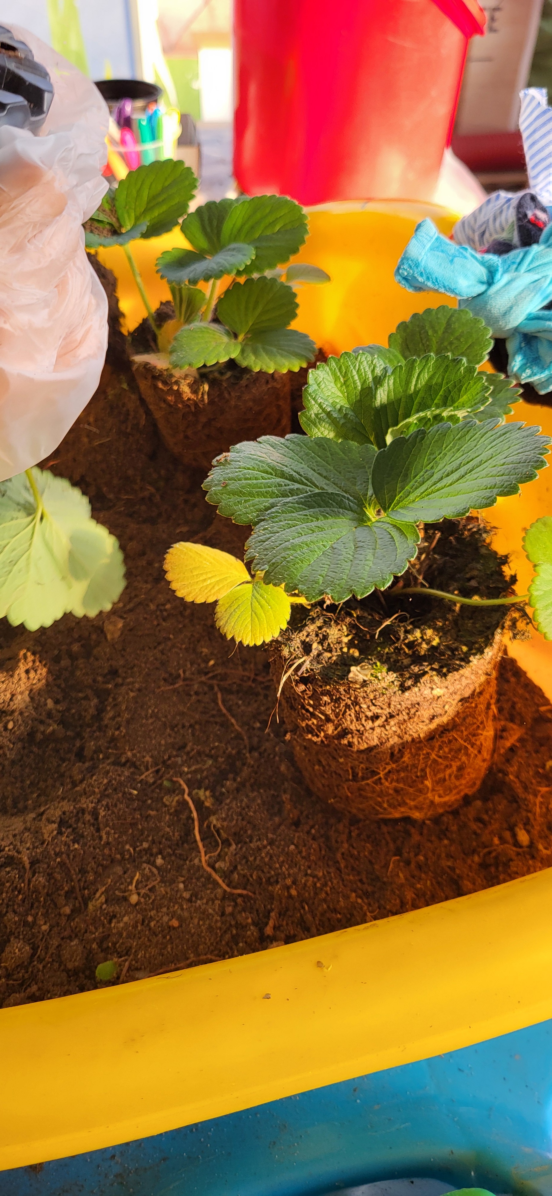 Plantação de Morango