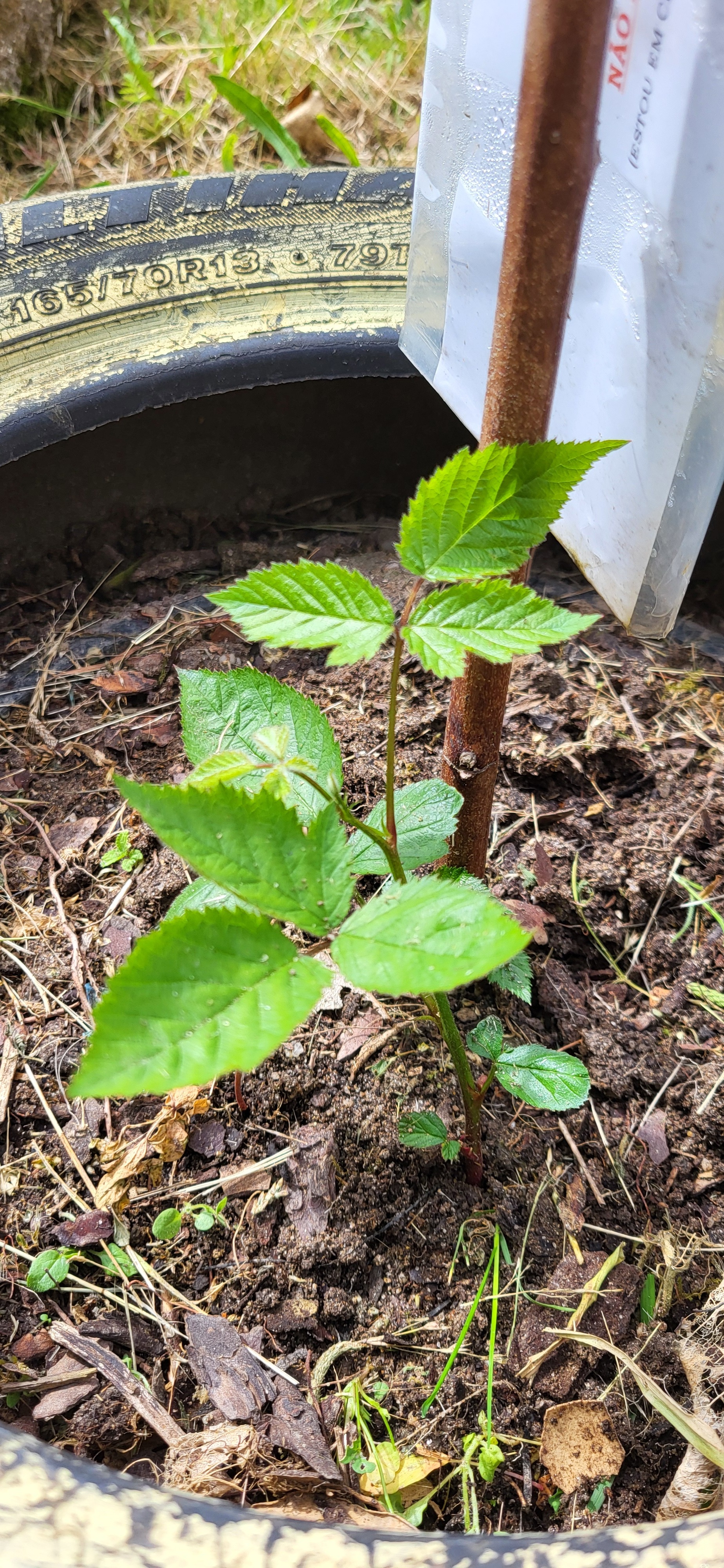 Plantação Framboesa