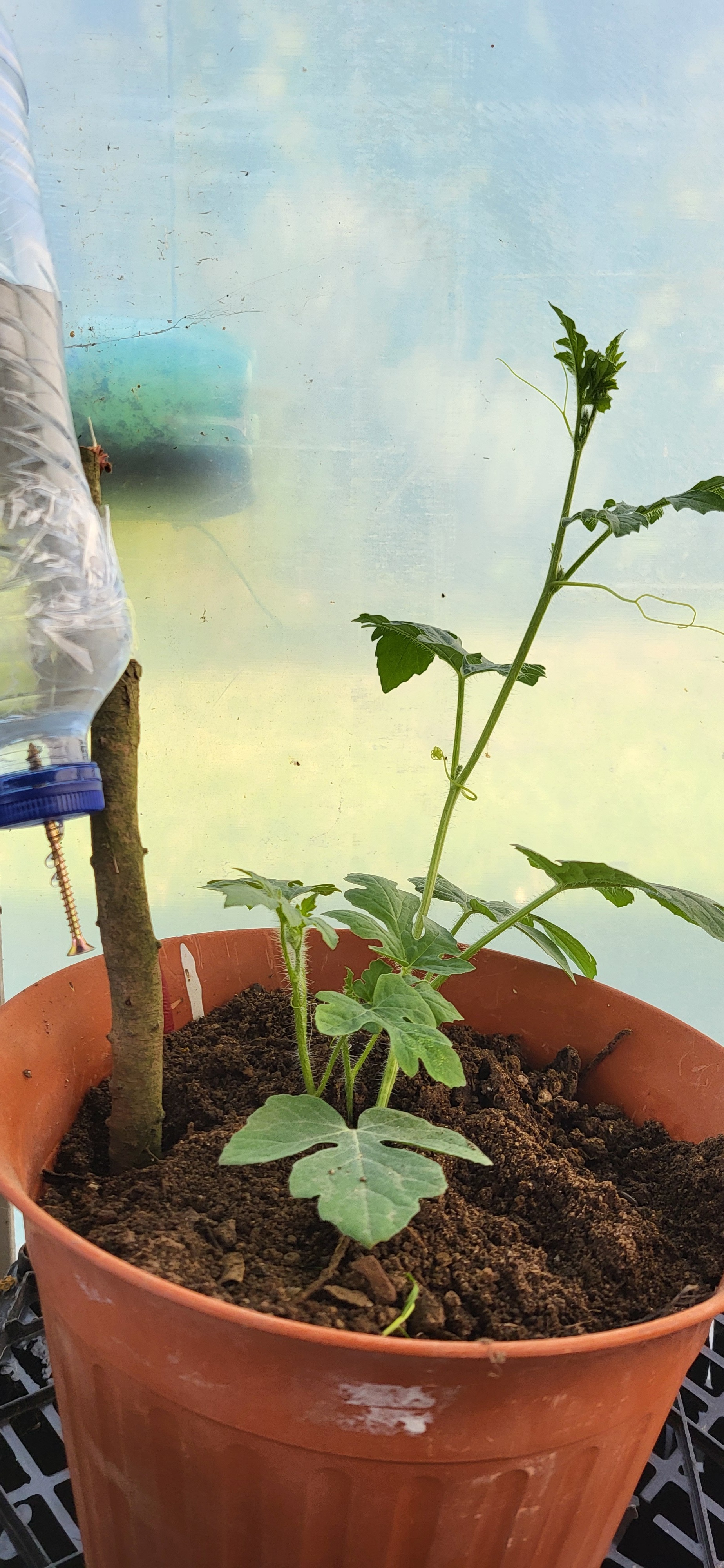 Plantação de Melância (a transplantar em breve)