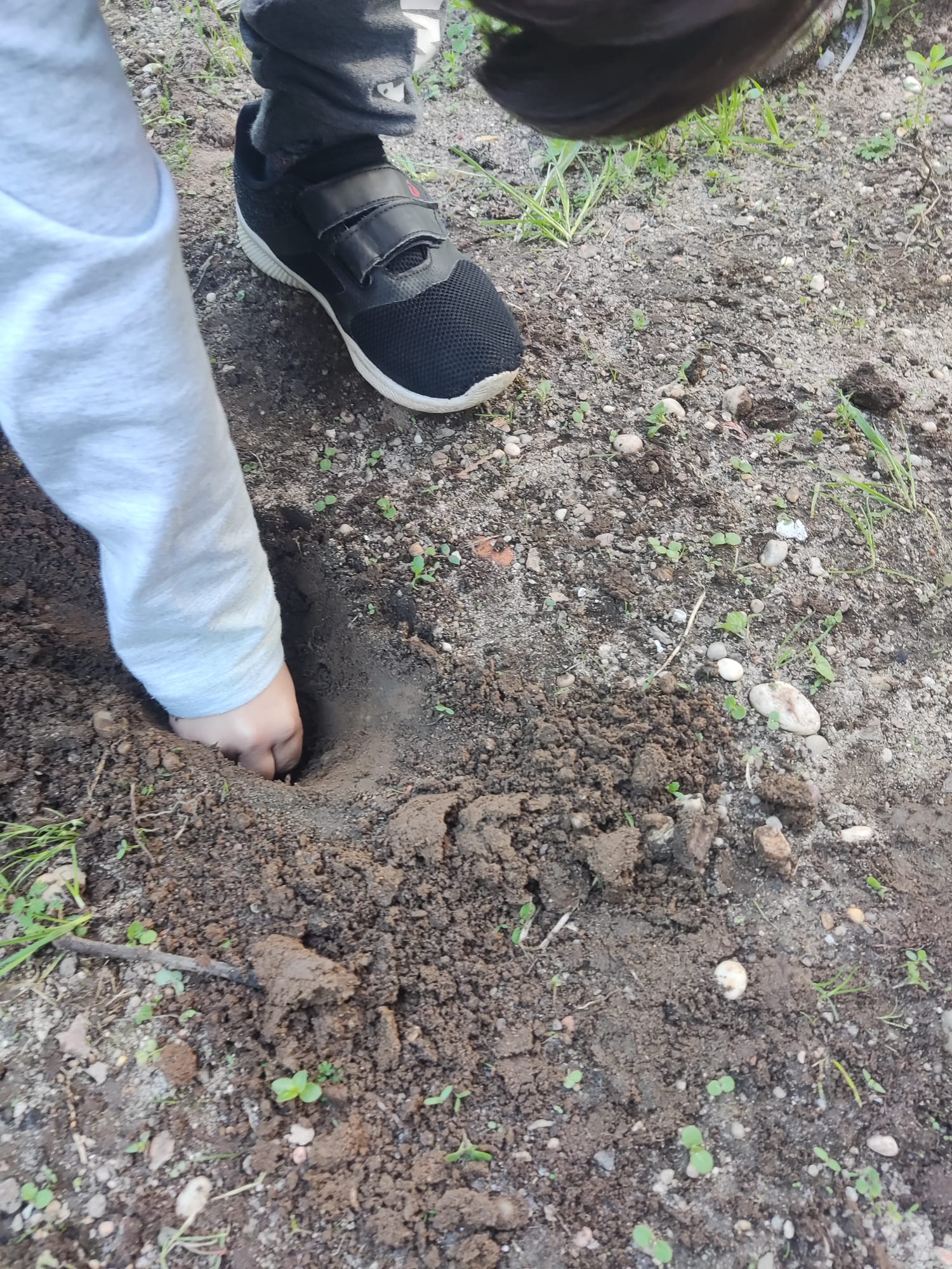 Momento de Plantação de Abóbora