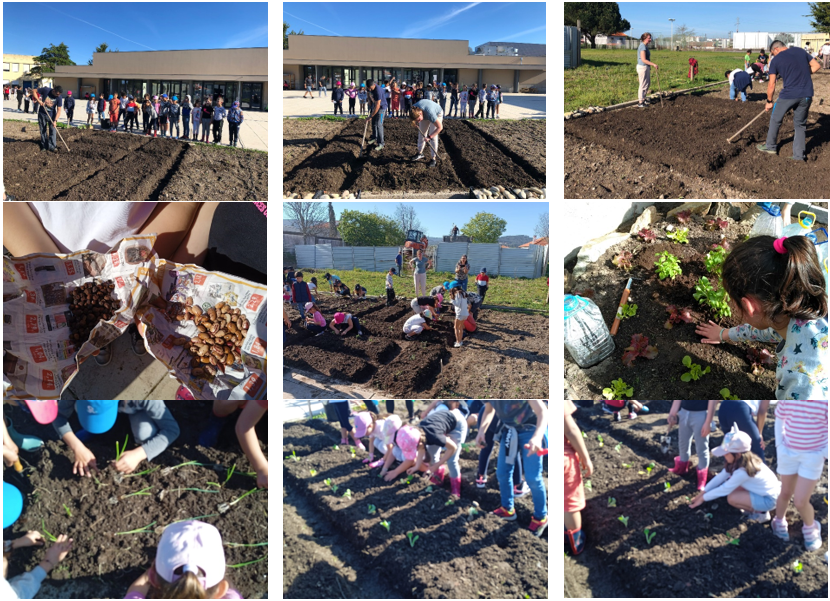 A família, a escola e toda a comunidade educativa trataram da recolha de sementes, da sementeira, da plantação das hortícolas e da manutenção da horta biológica.