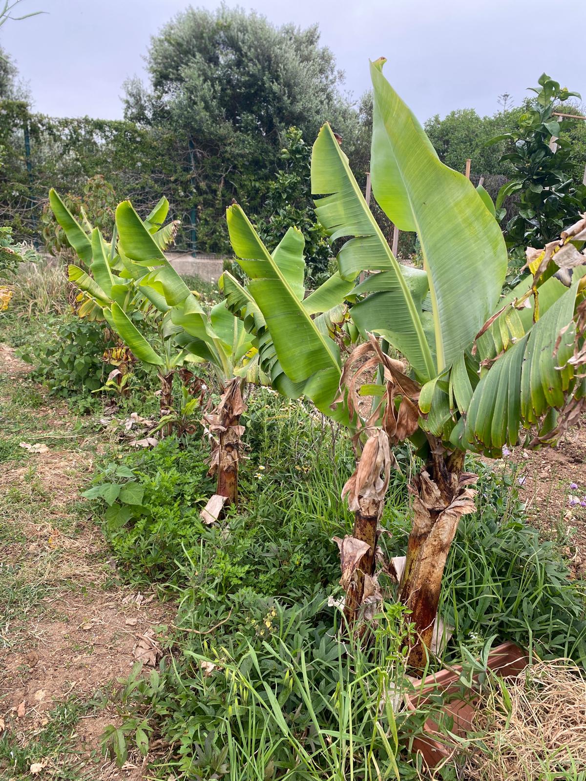 Bananeira