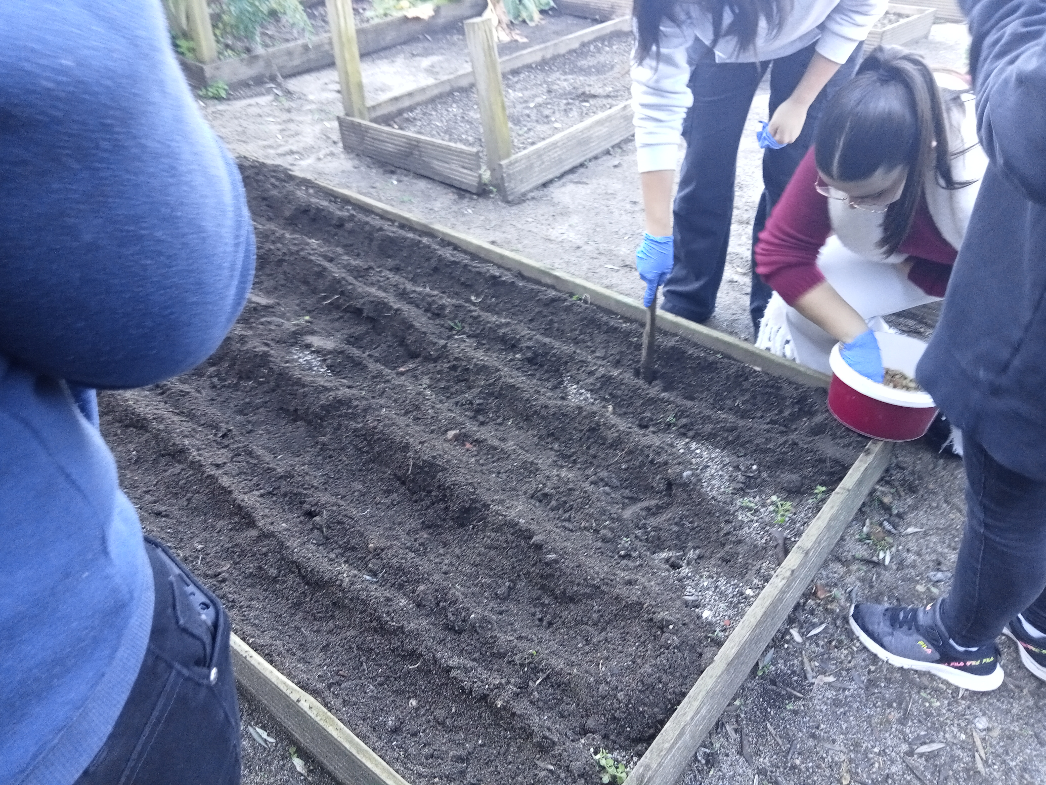Atividade de sementeira de favas a partir de sementes do ano letivo anterior.