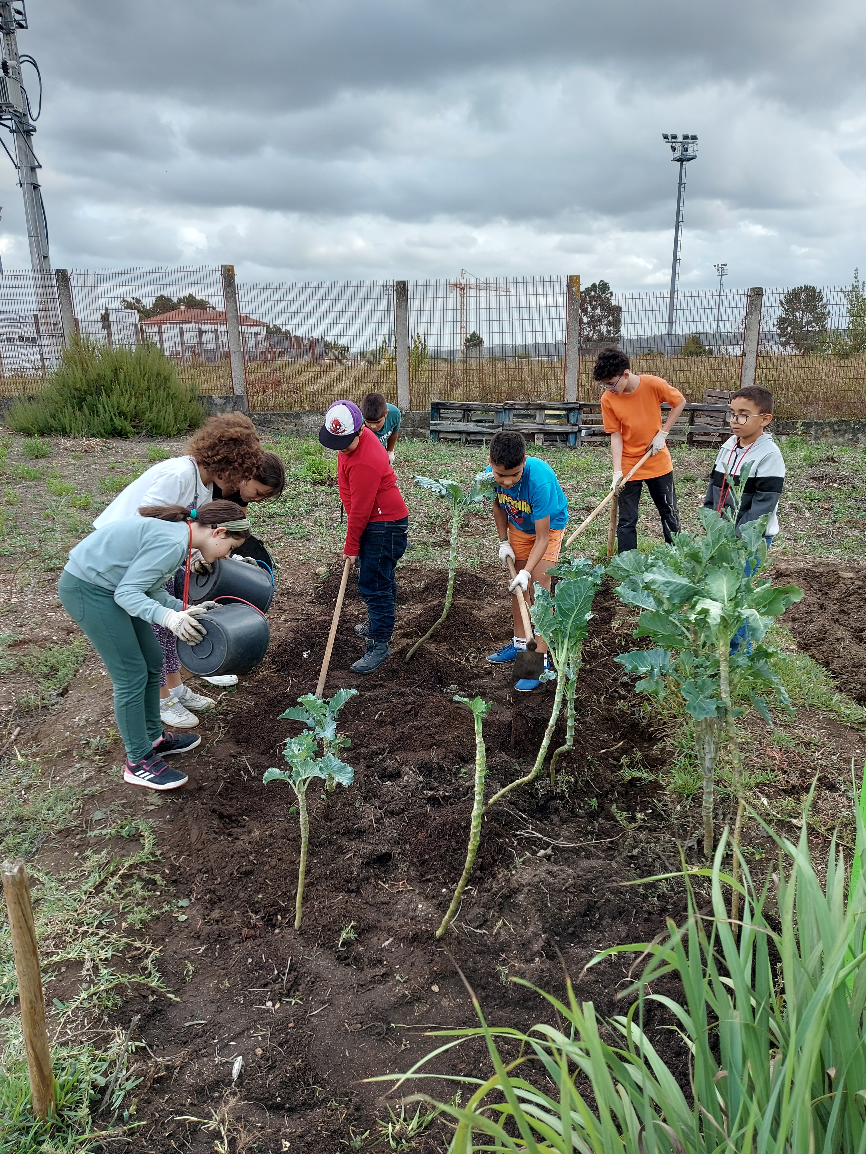 A colocar composto na horta.