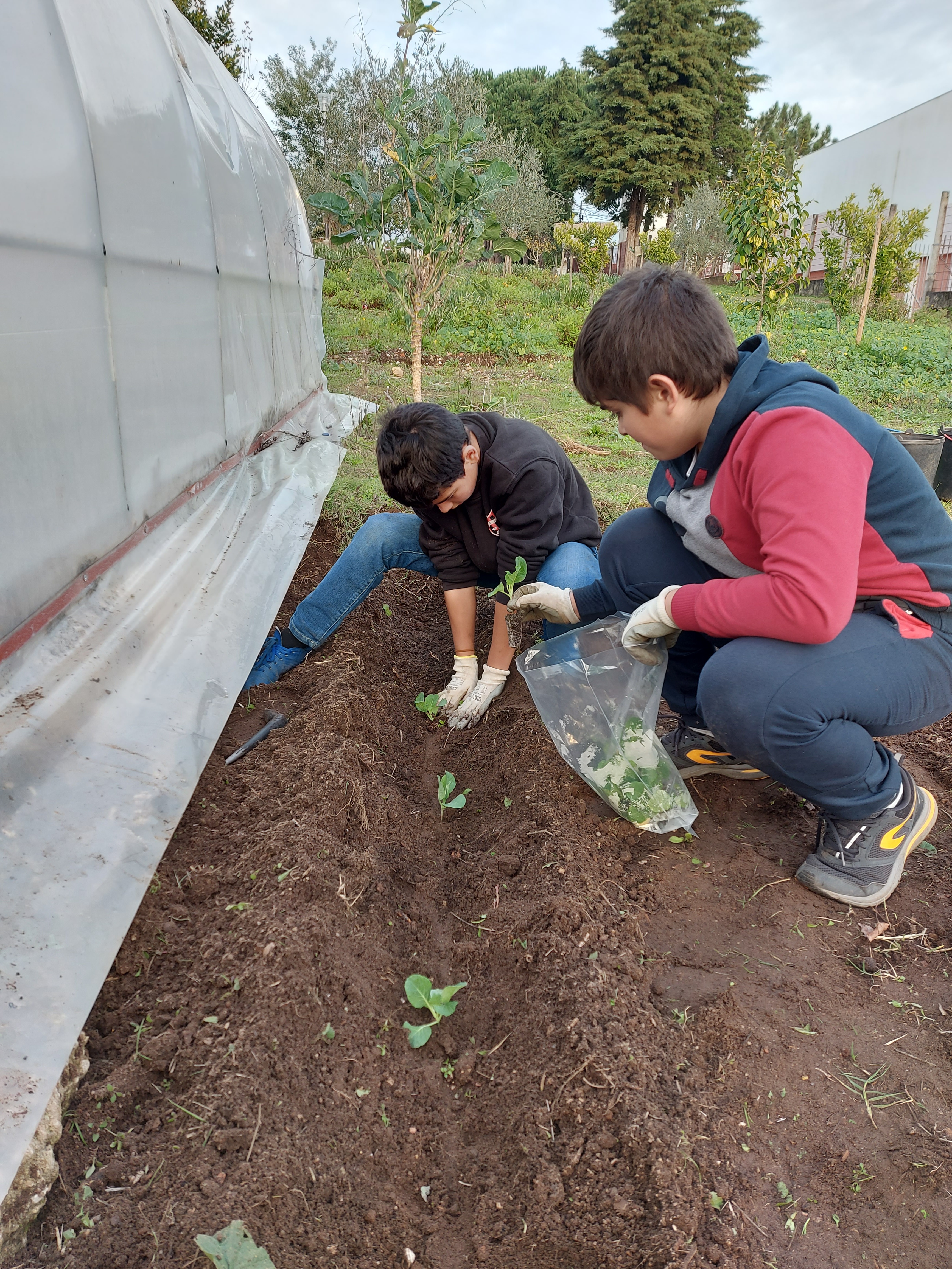 Plantação da favas.