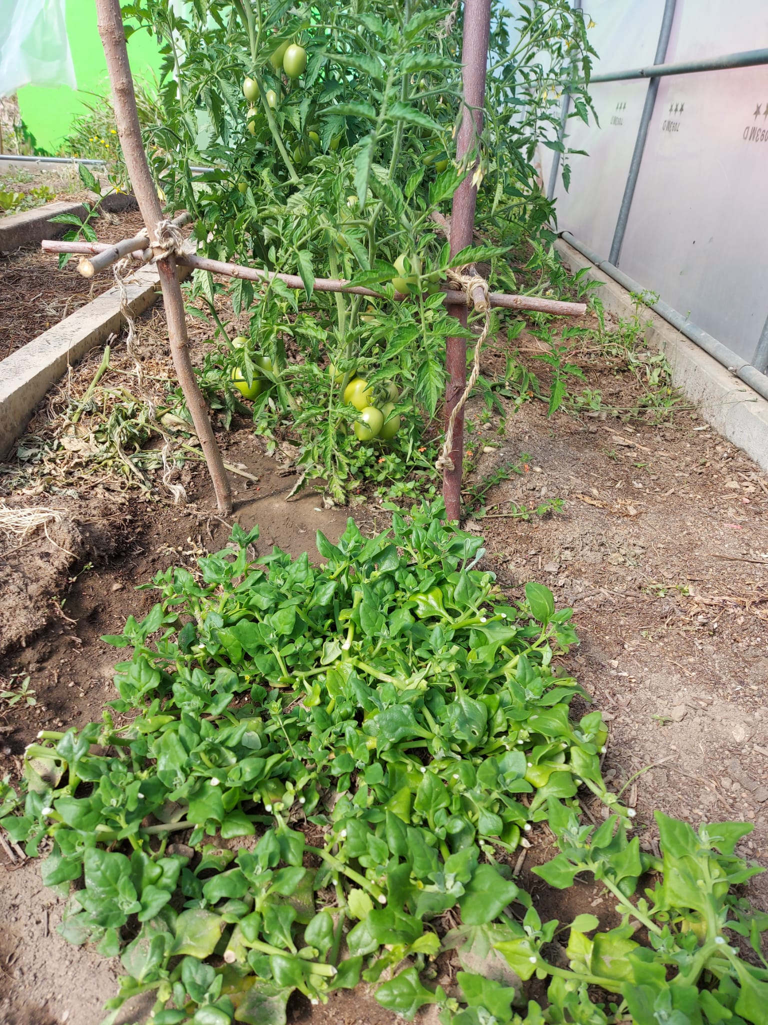 Tomates e espinafres a crescer.