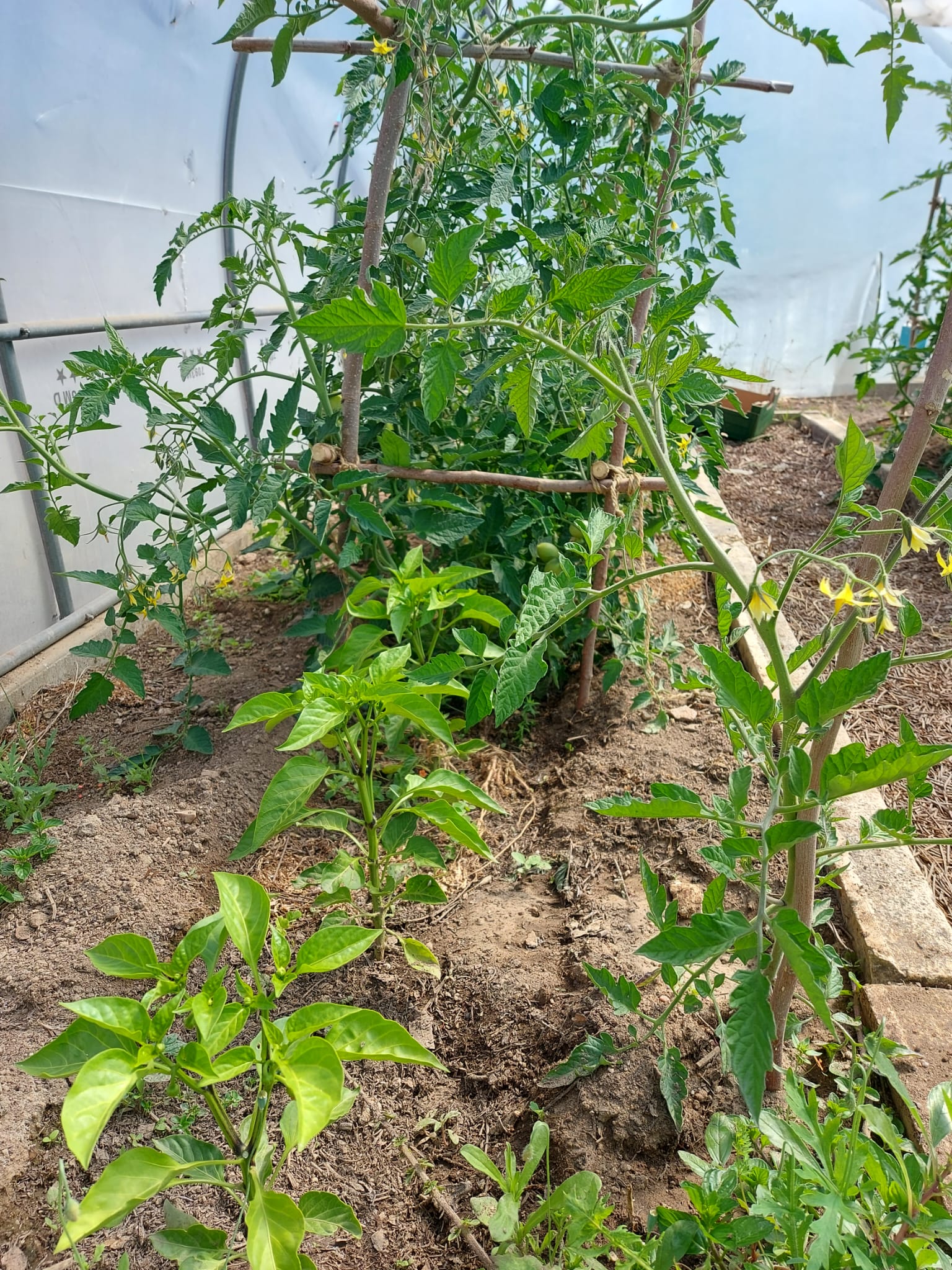 Tomates e pimentos na estufa a crescer.