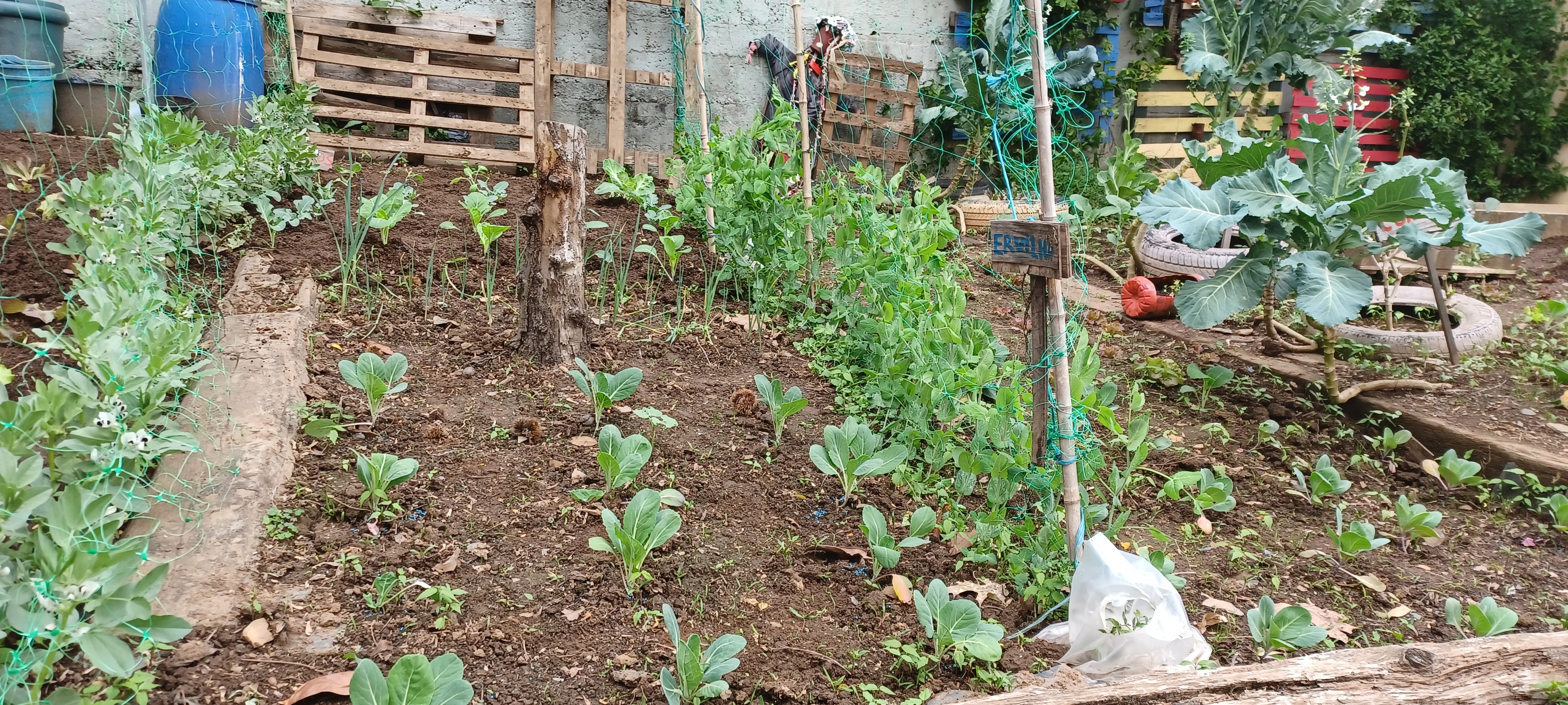 Horta biológica
