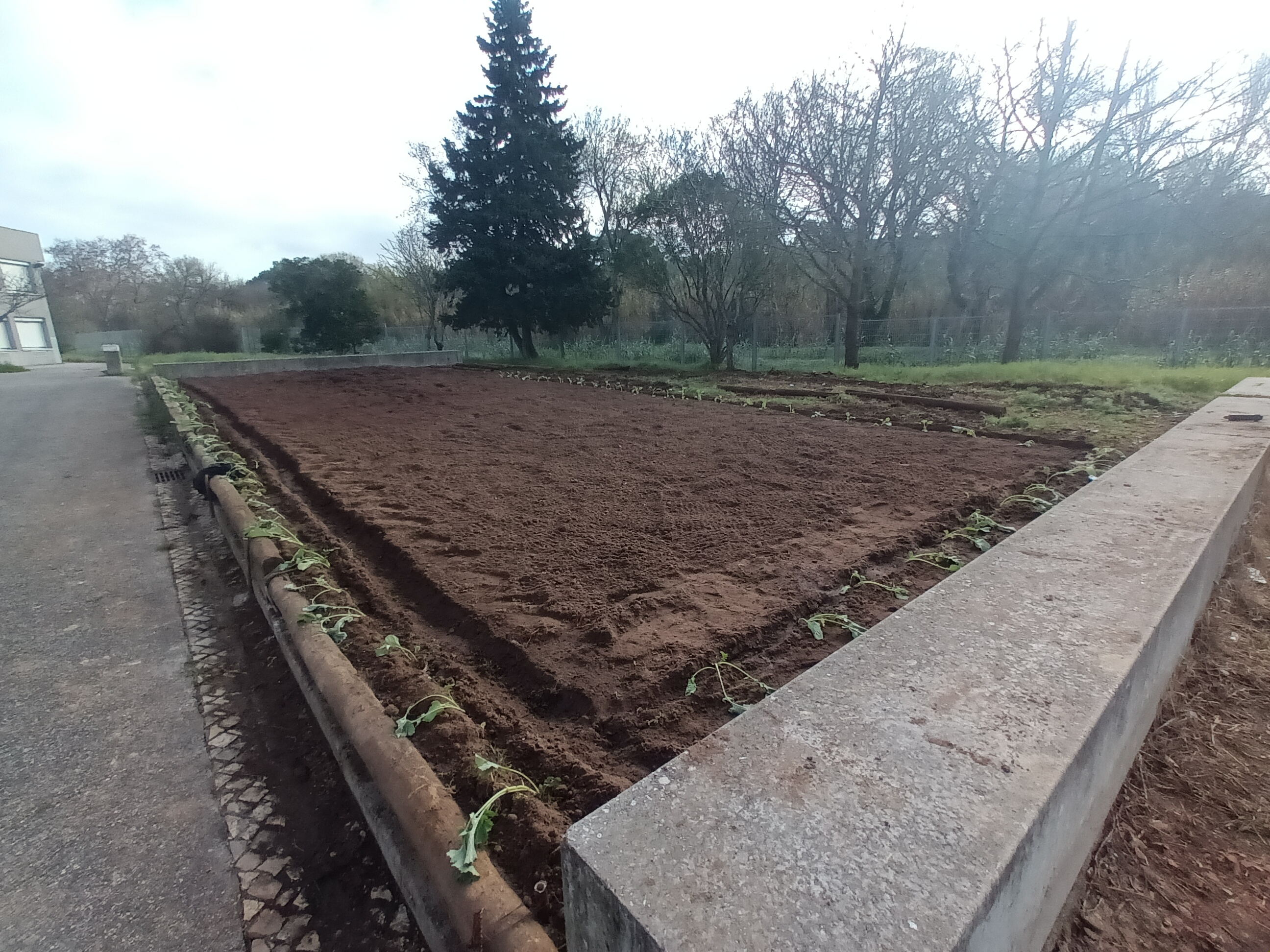 Terreno cultivado