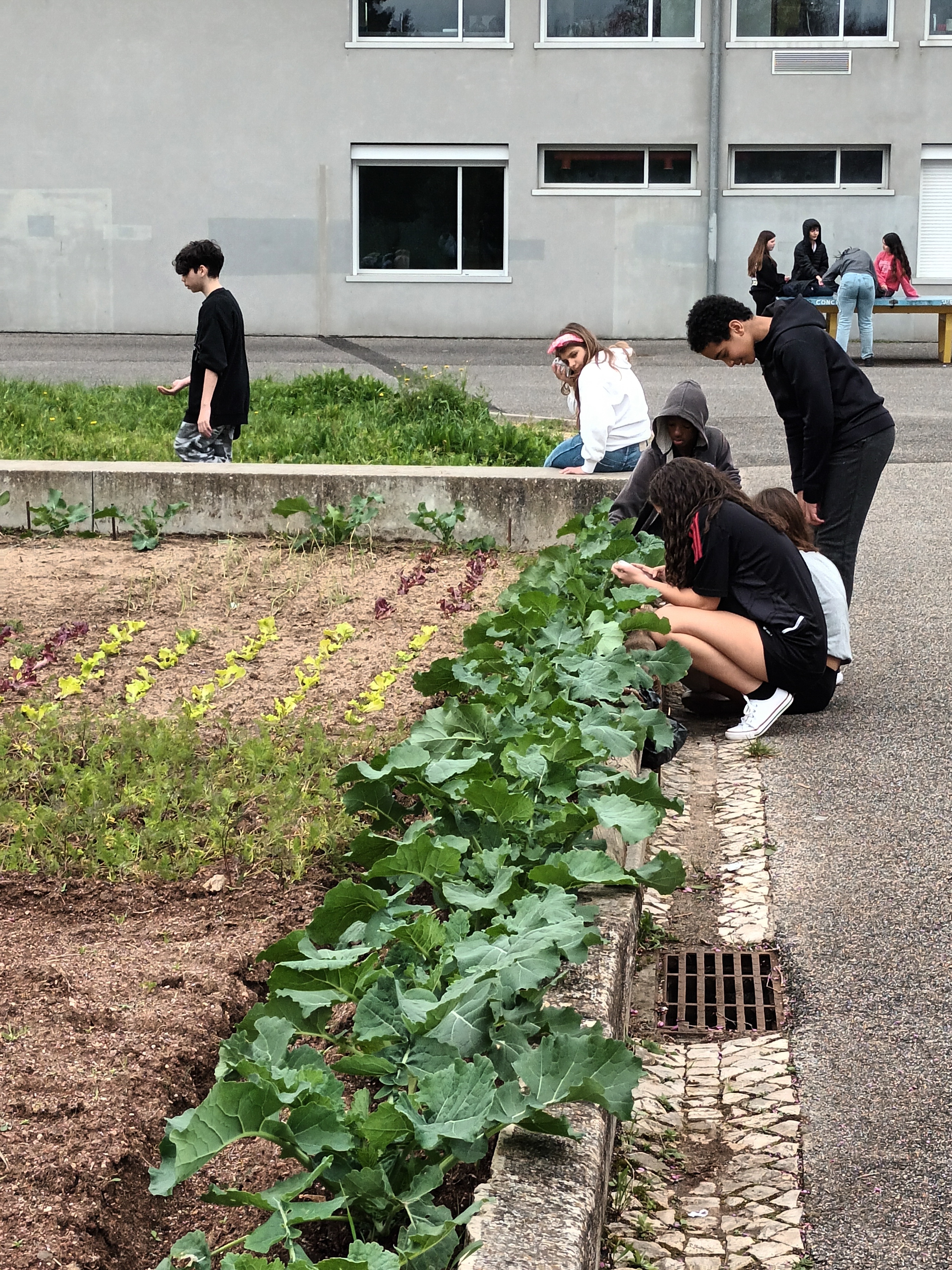Grupo do Eco-escolas na ajuda na plantação e na rega da Horta