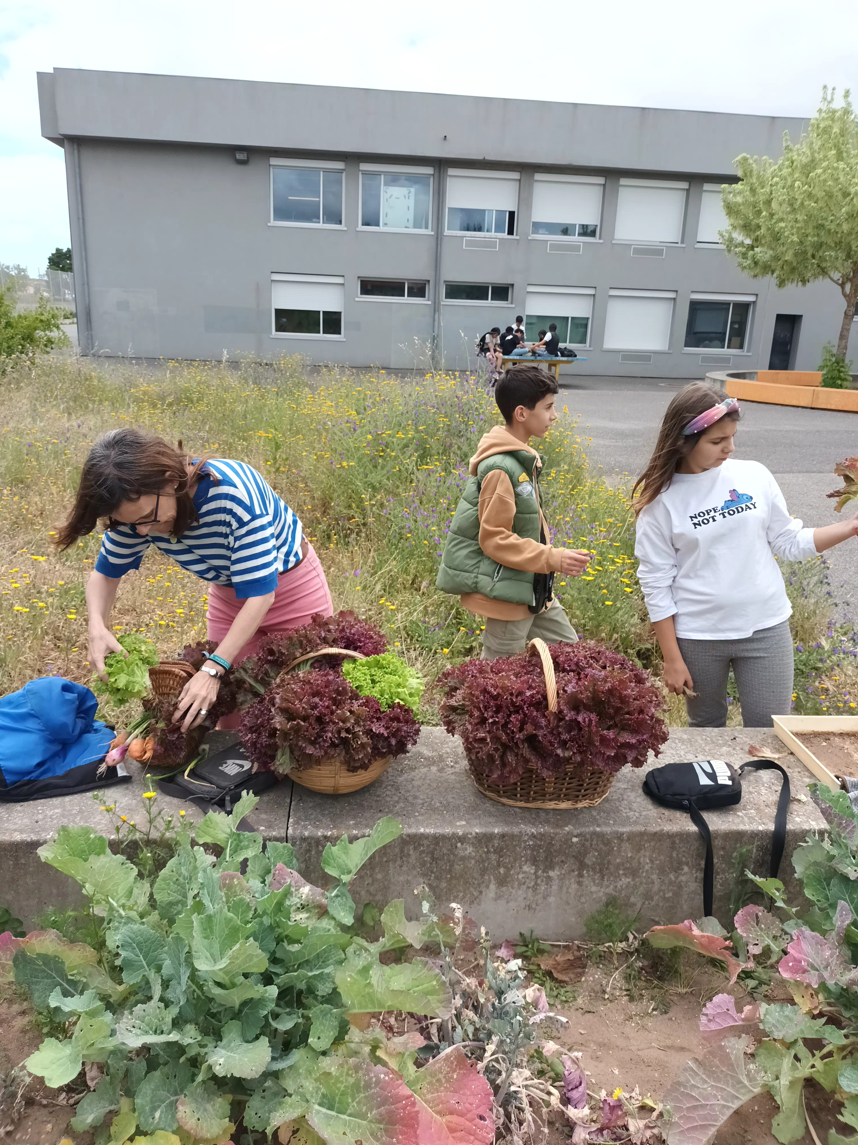Recolha de legumes com a ajuda da professora Rita Vaz (colaboradora do Clube do Ciência Viva)