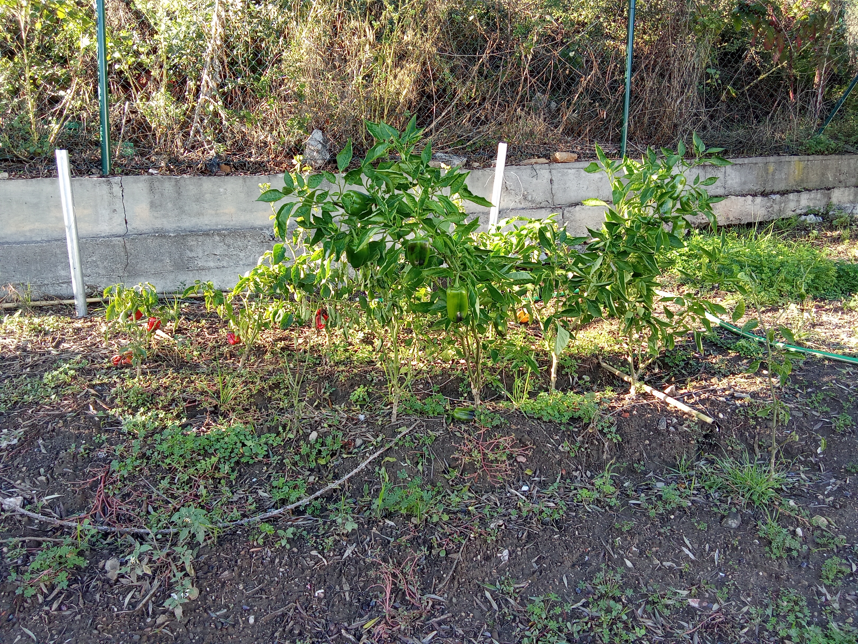 Pimentos