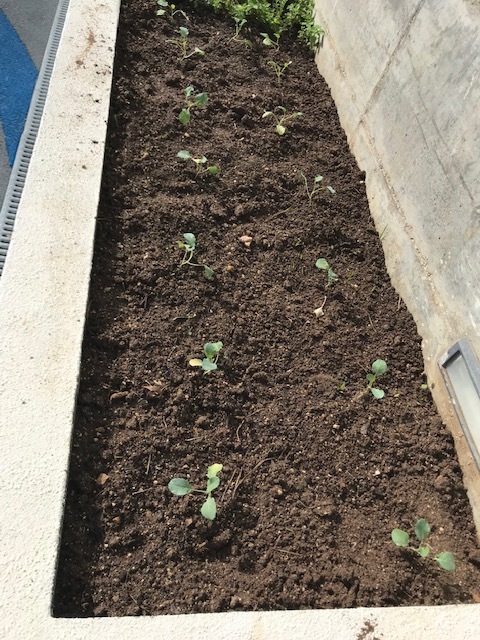 Já conseguimos ver o crescimento dos legumes.
