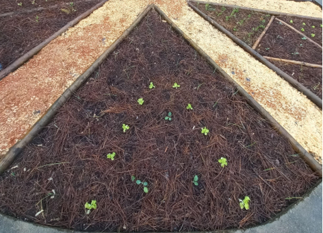 Horta Biológica na Fase Intermédia - trabalho de plantação de espécies hortícolas diferentes, e respetivo acompanhamento.