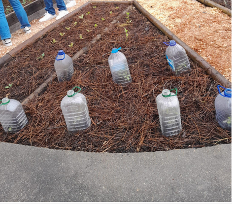 Horta Biológica na Fase Intermédia - trabalho de plantação de espécies hortícolas diferentes, e respetivo acompanhamento.