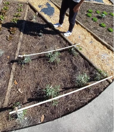 Horta Biológica na Fase Intermédia - trabalho de plantação de espécies hortícolas diferentes, e respetivo acompanhamento.