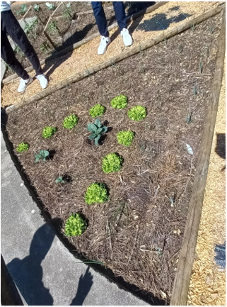 Horta Biológica na Fase Intermédia - trabalho de plantação de espécies hortícolas diferentes, e respetivo acompanhamento.