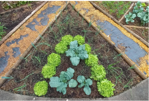 Horta demostrada através do produto final, com as diferentes culturas expostas.