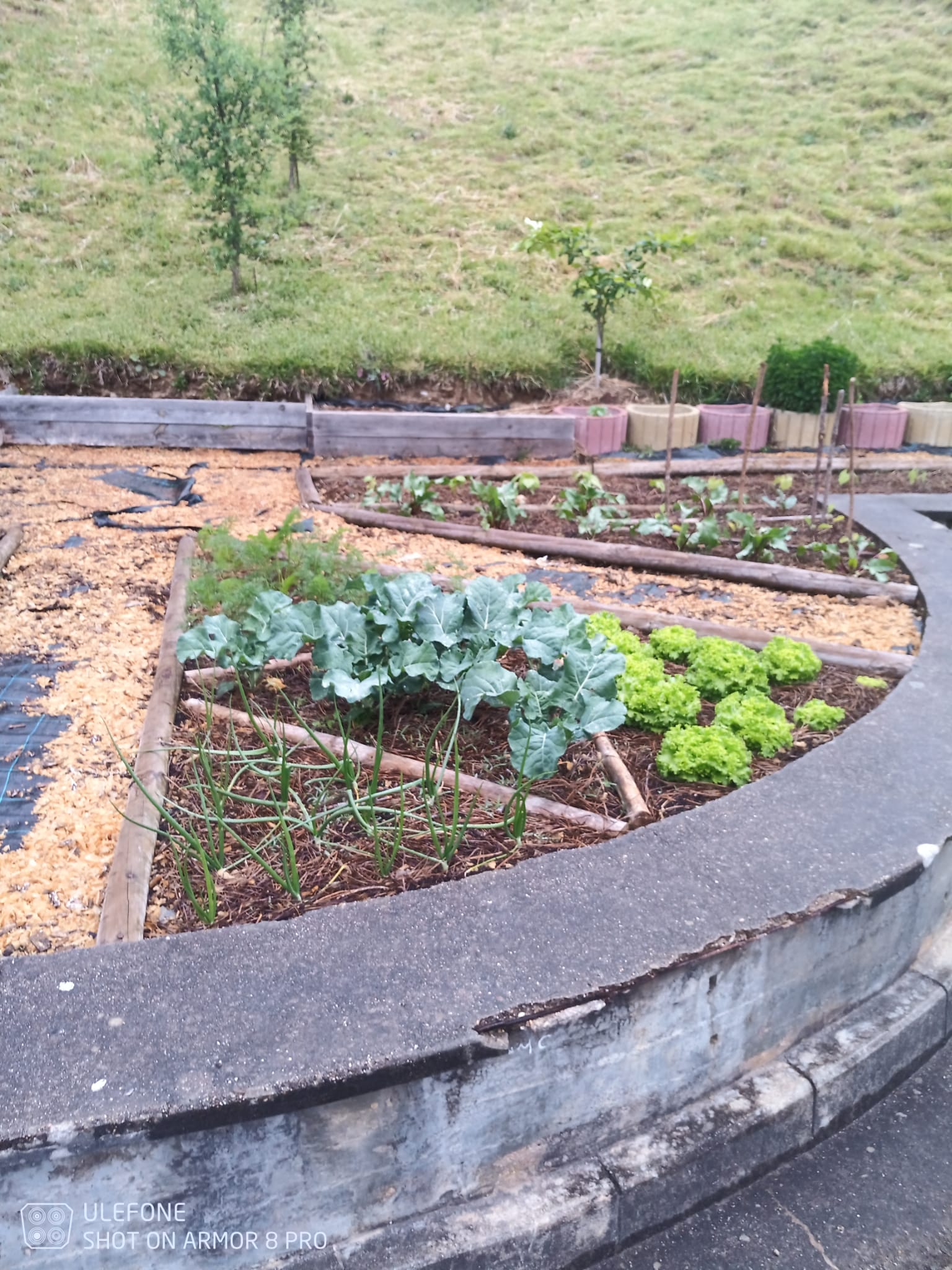 Produções hortícolas finais, após acompanhamento dos alunos
