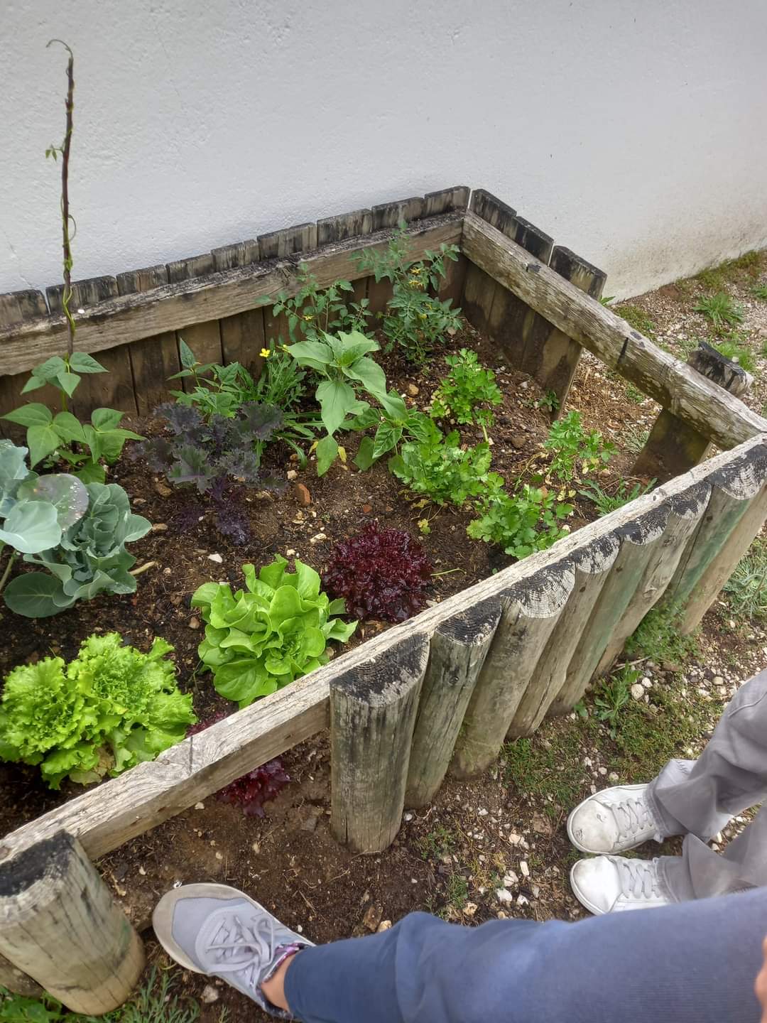 Nossas plantas