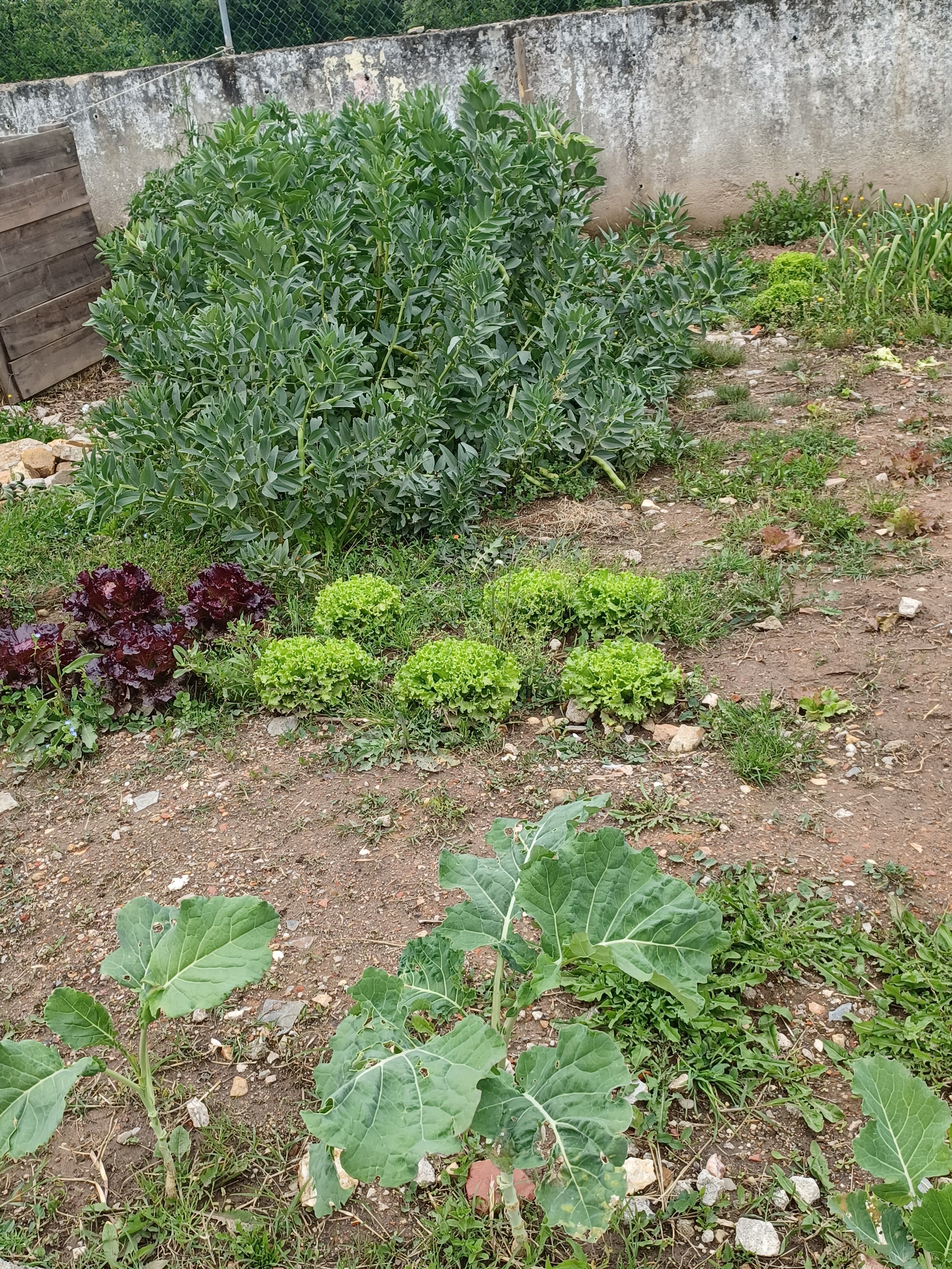Algumas culturas: favas e alfaces