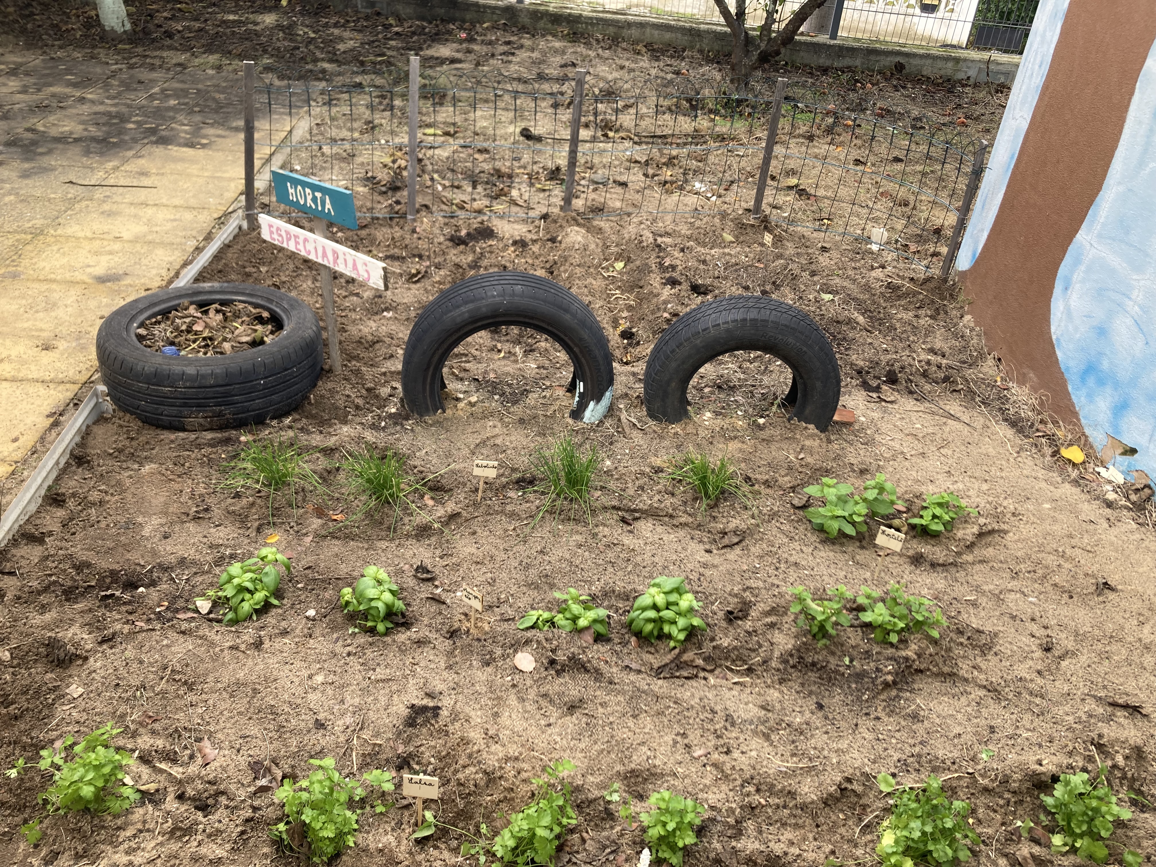 Plantação de Ervas Aromáticas